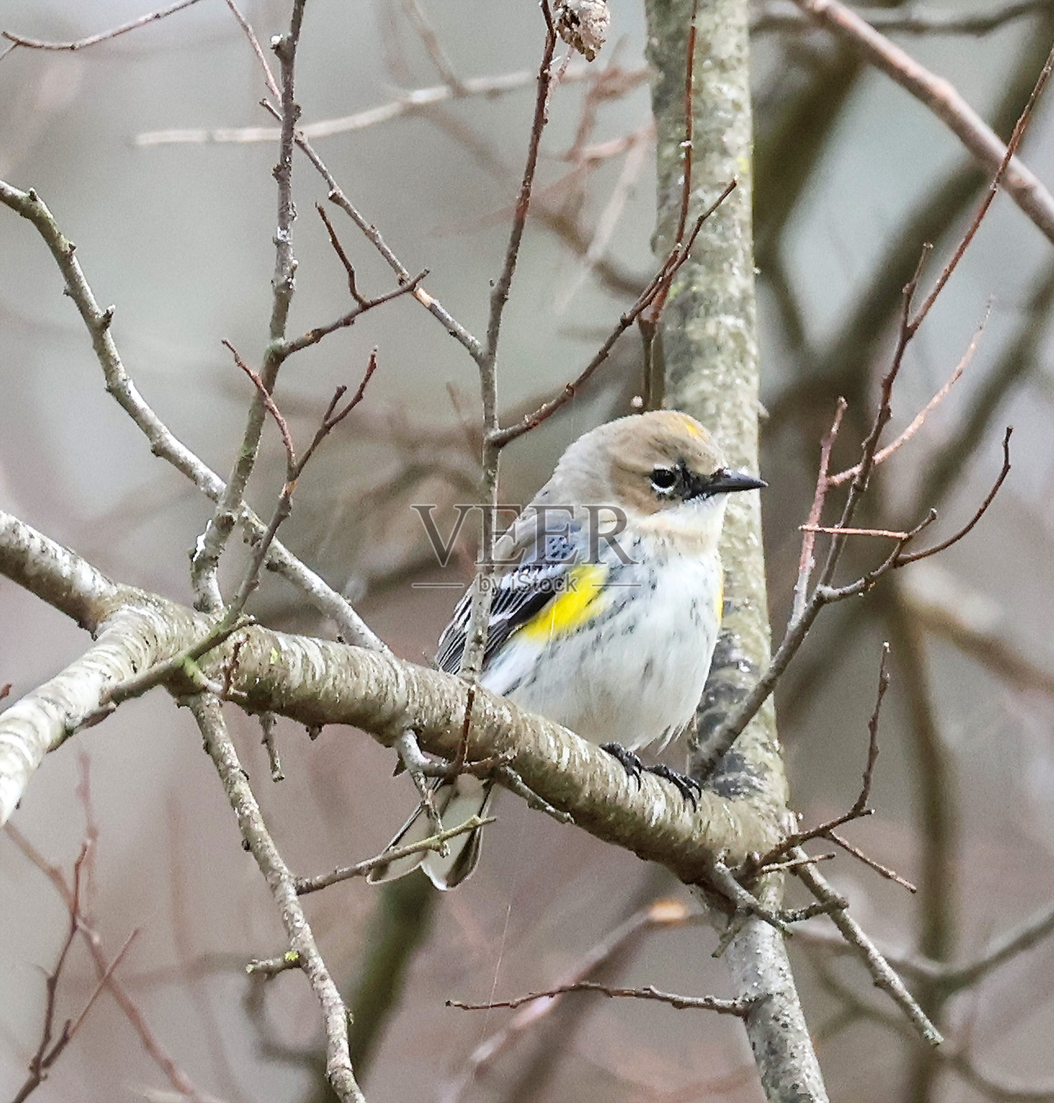 一只黄臀鹀栖息在树枝上的特写镜头照片摄影图片