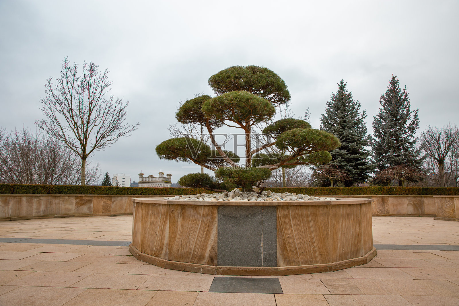 罗马尼亚雅西文化宫花园中的装饰性树木。照片摄影图片