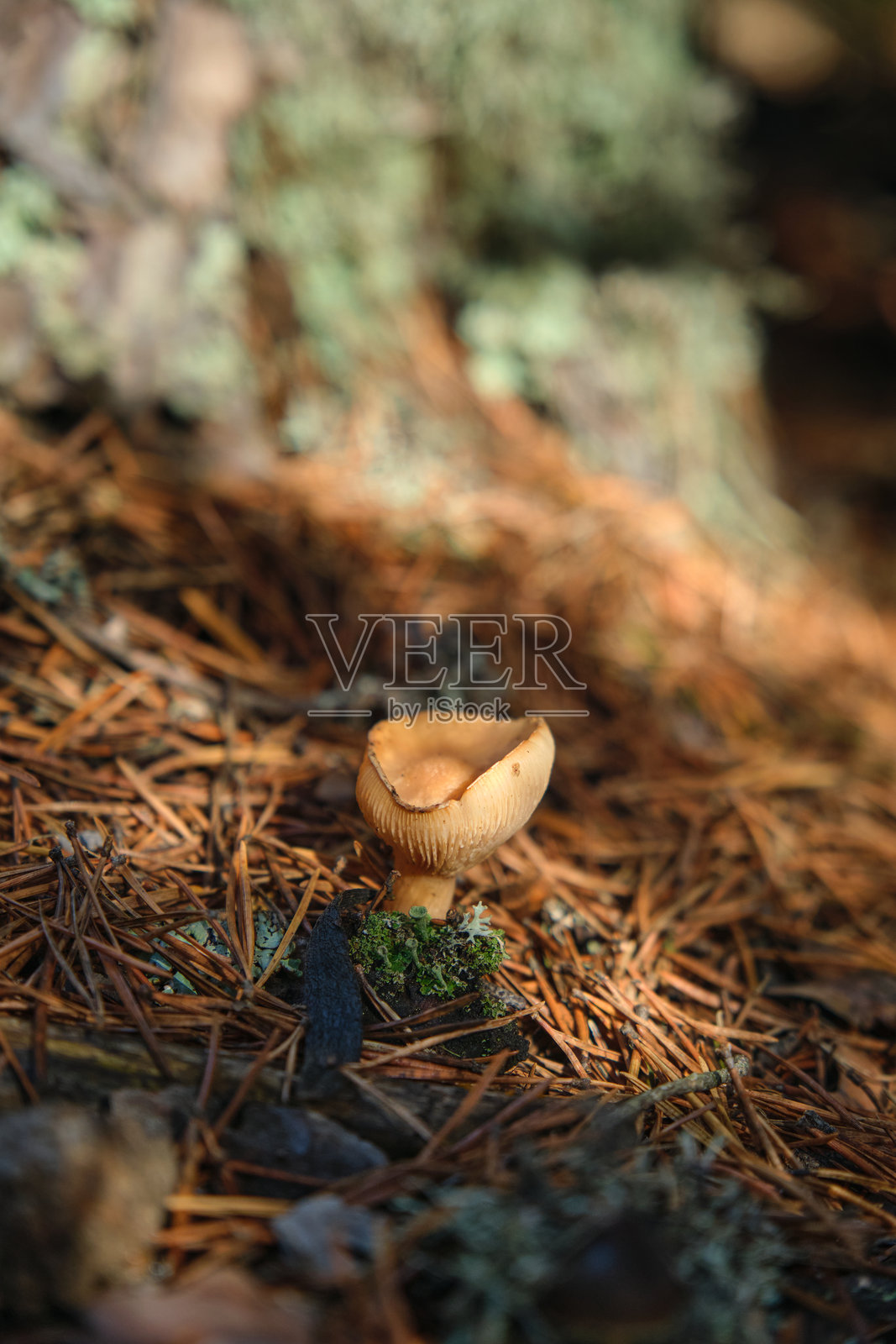 在松树林中，毒蘑菇照片摄影图片