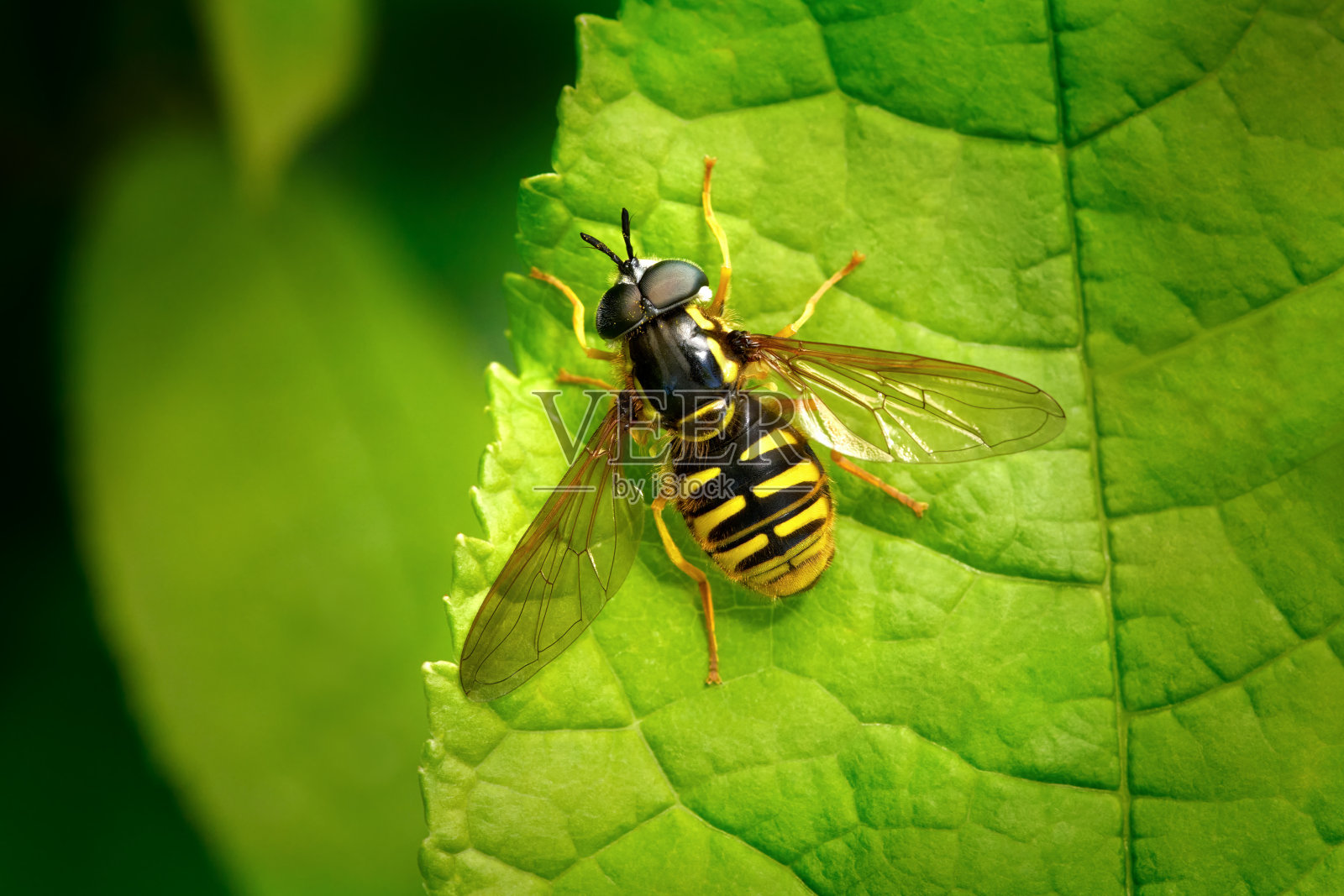 黄蜂属（Chrysotoxum cautum）- 雄性悬停蝇在绿色叶子的边缘上方照片摄影图片