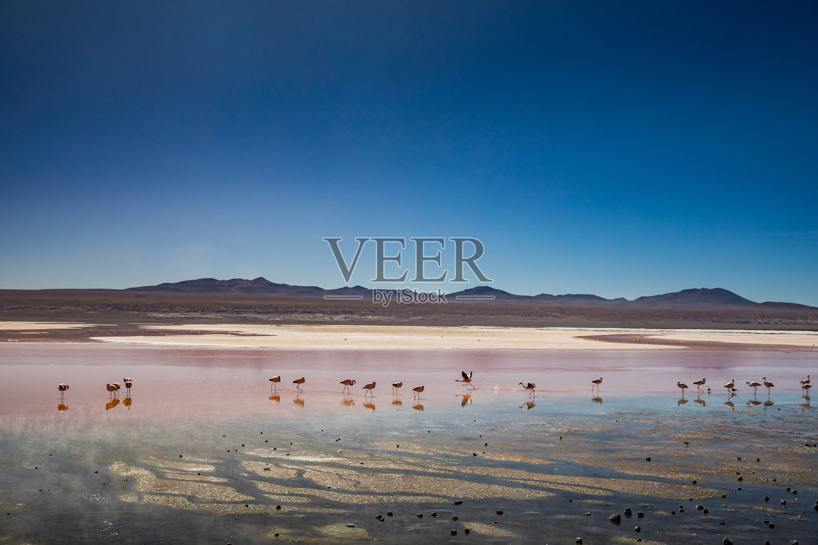 玻利维亚彩红湖中的火烈鸟照片摄影图片