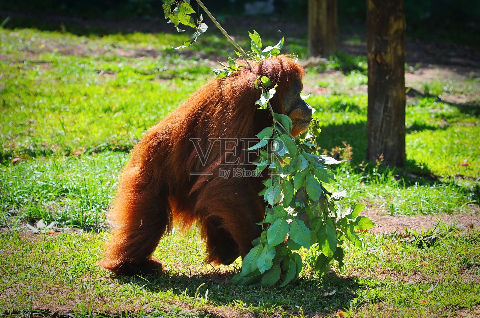 一只猩猩（红猩猩）头顶上顶着一根树枝走路。照片摄影图片