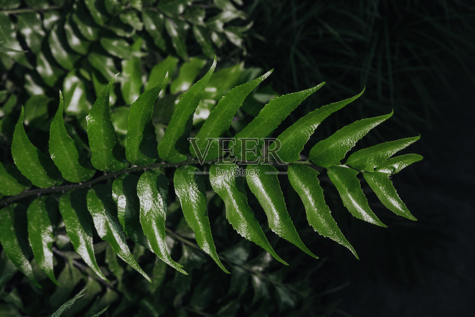 绿色蕨类植物叶子的特写照片摄影图片