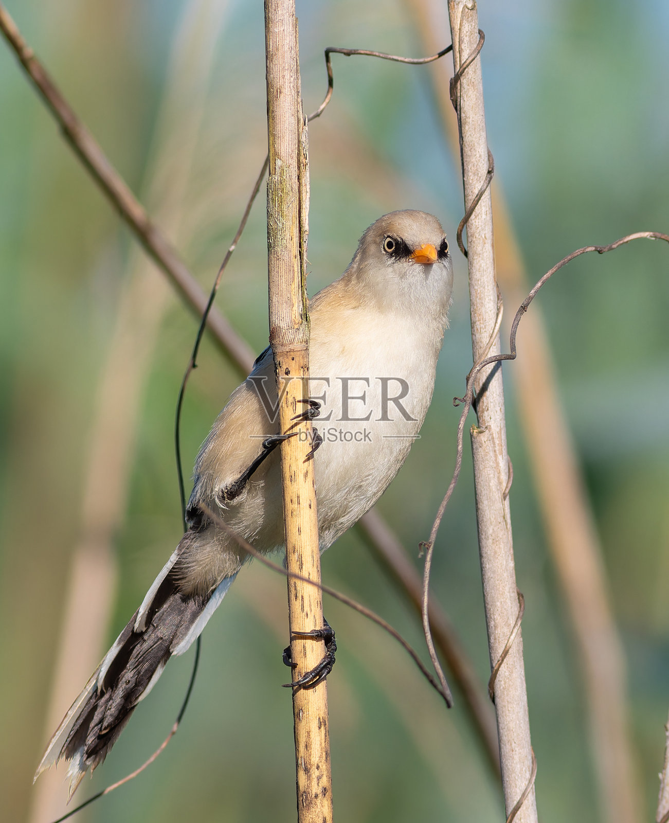 胡须鹀，学名：Panurus biarmicus。一只年轻的雄性栖息在河岸的芦苇杆上。照片摄影图片