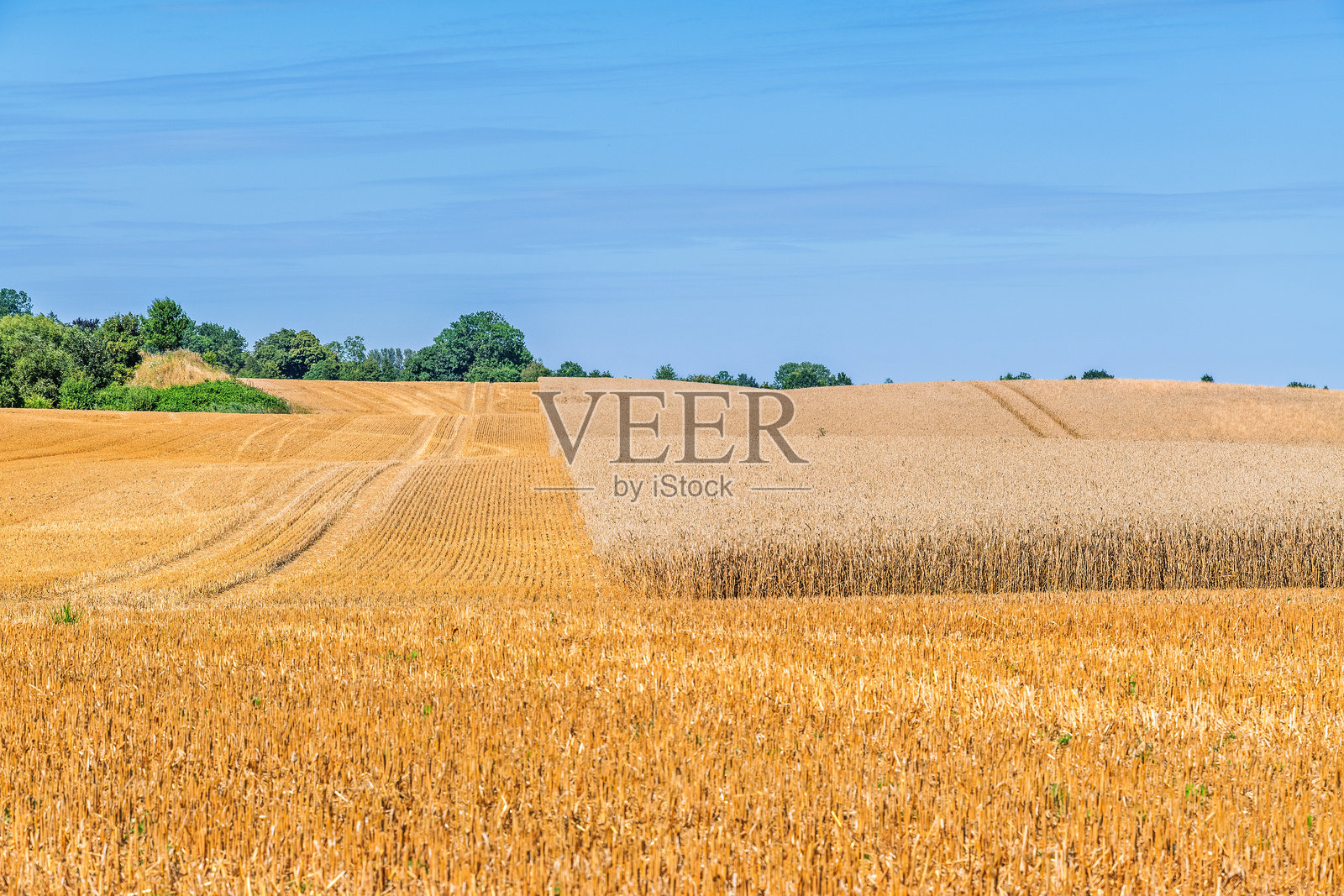 农业粮田全景，部分收割完毕照片摄影图片