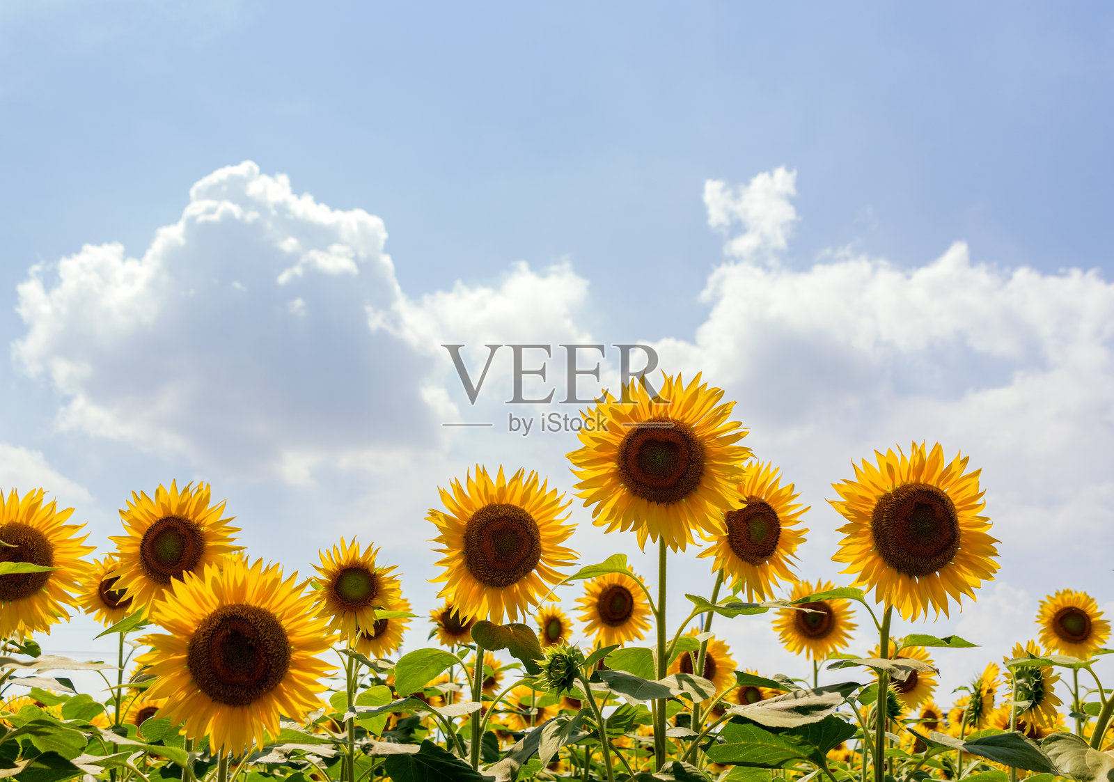 向日葵田照片摄影图片