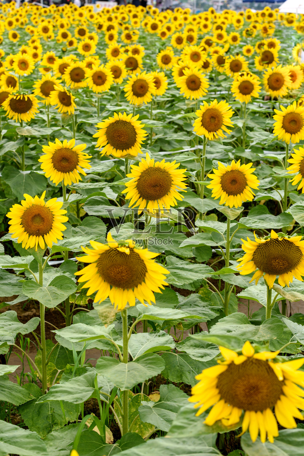 向日葵田照片摄影图片