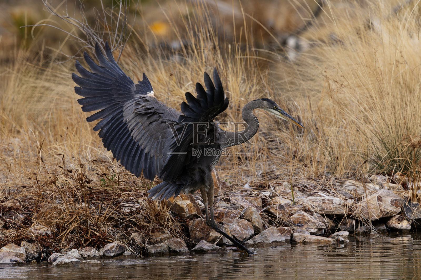 展翅翱翔、羽毛蓬松的蓝鹭照片摄影图片