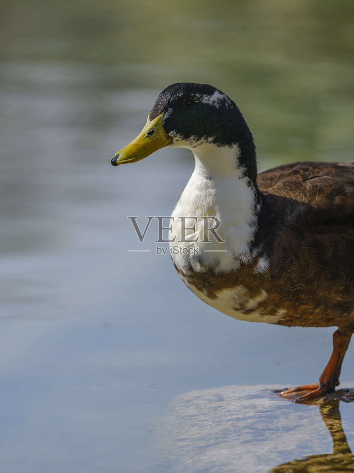 湖边的一只可爱鸭子照片摄影图片