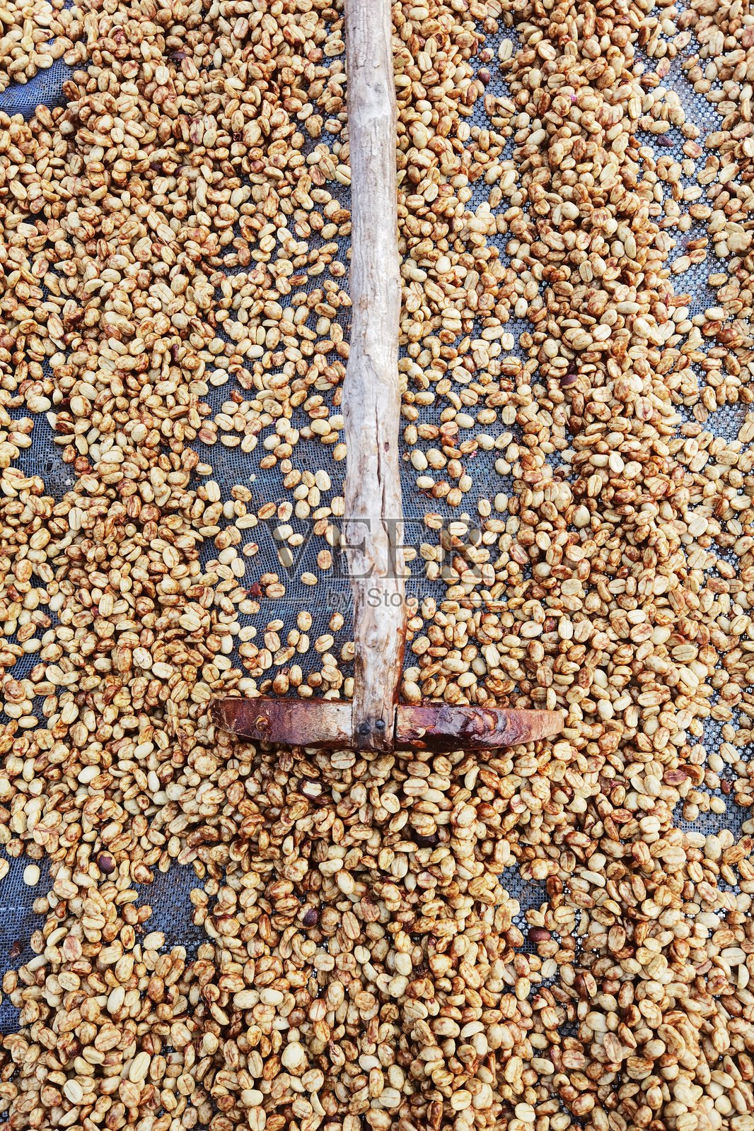 咖啡豆干燥的特写镜头照片摄影图片