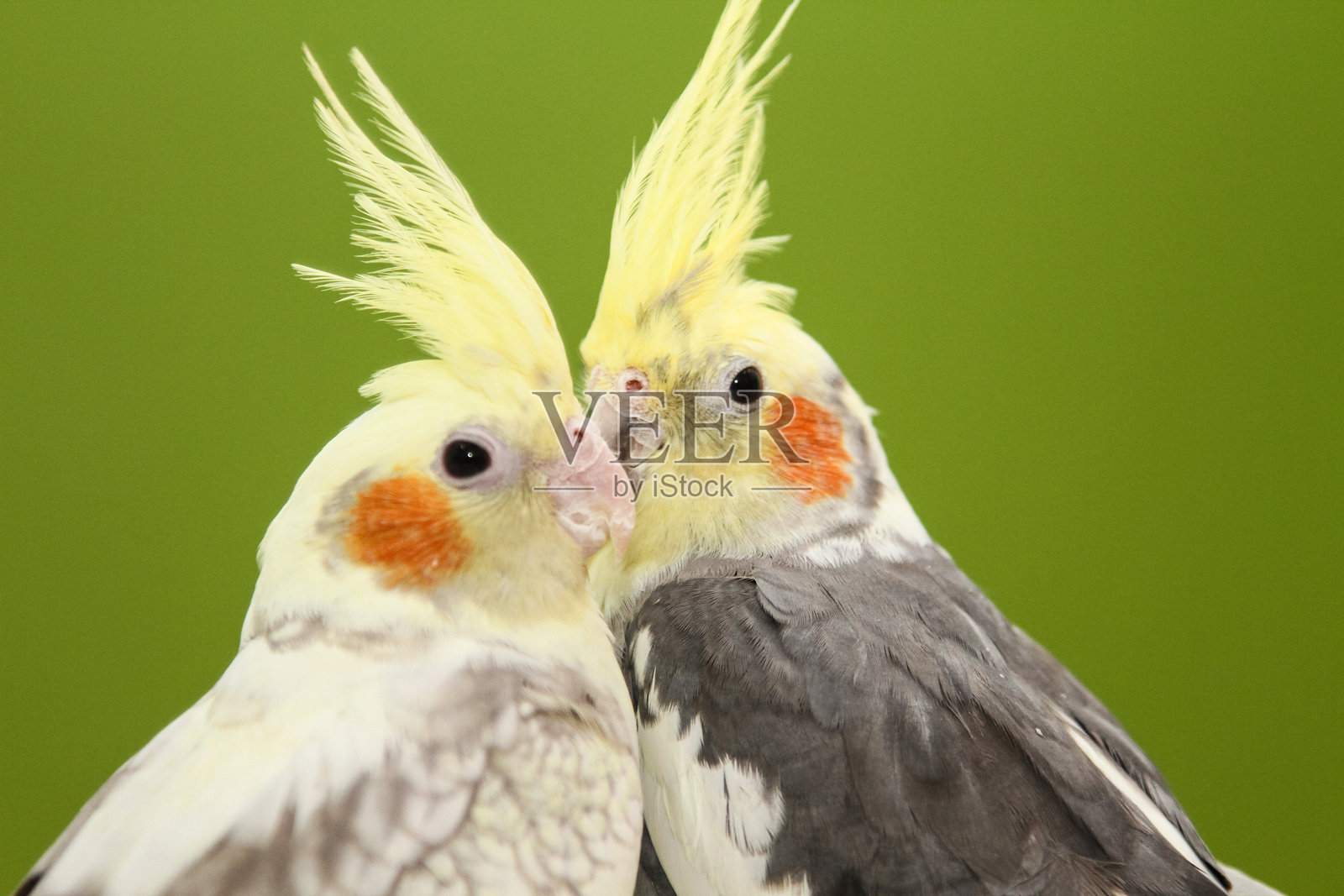 黄色鹦鹉的特写镜头照片摄影图片