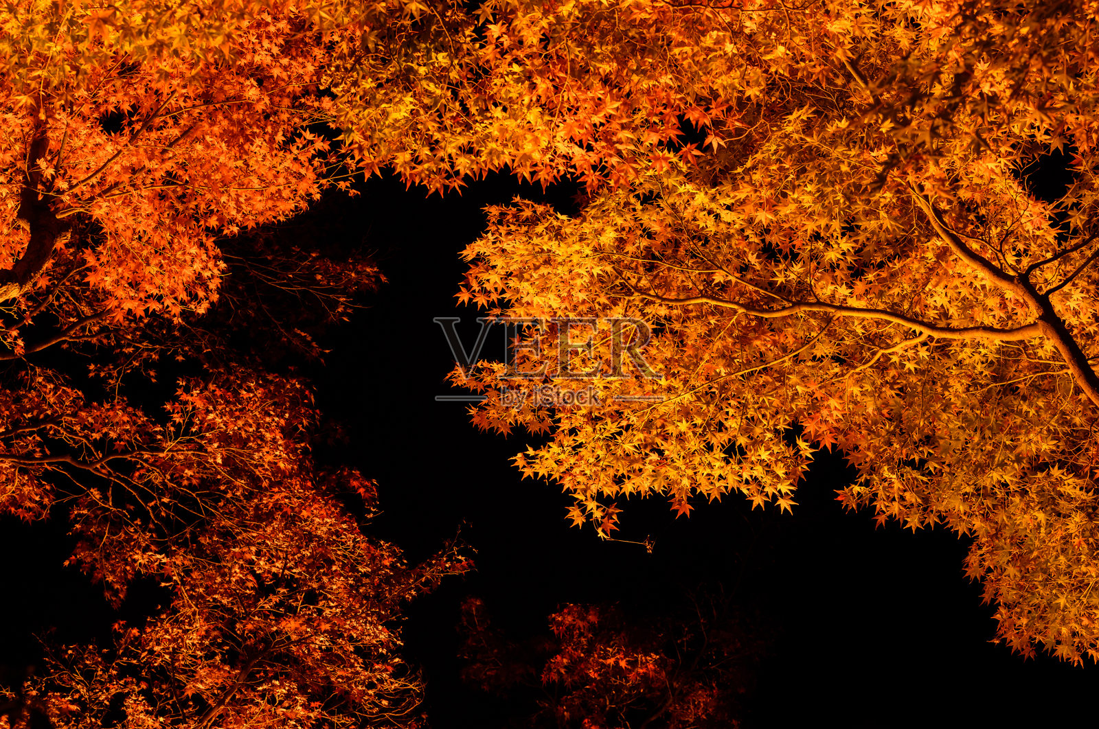 秋叶的照明照片摄影图片