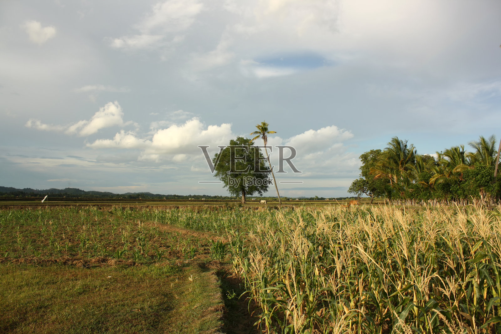 印度尼西亚乡村的玉米田景观照片摄影图片