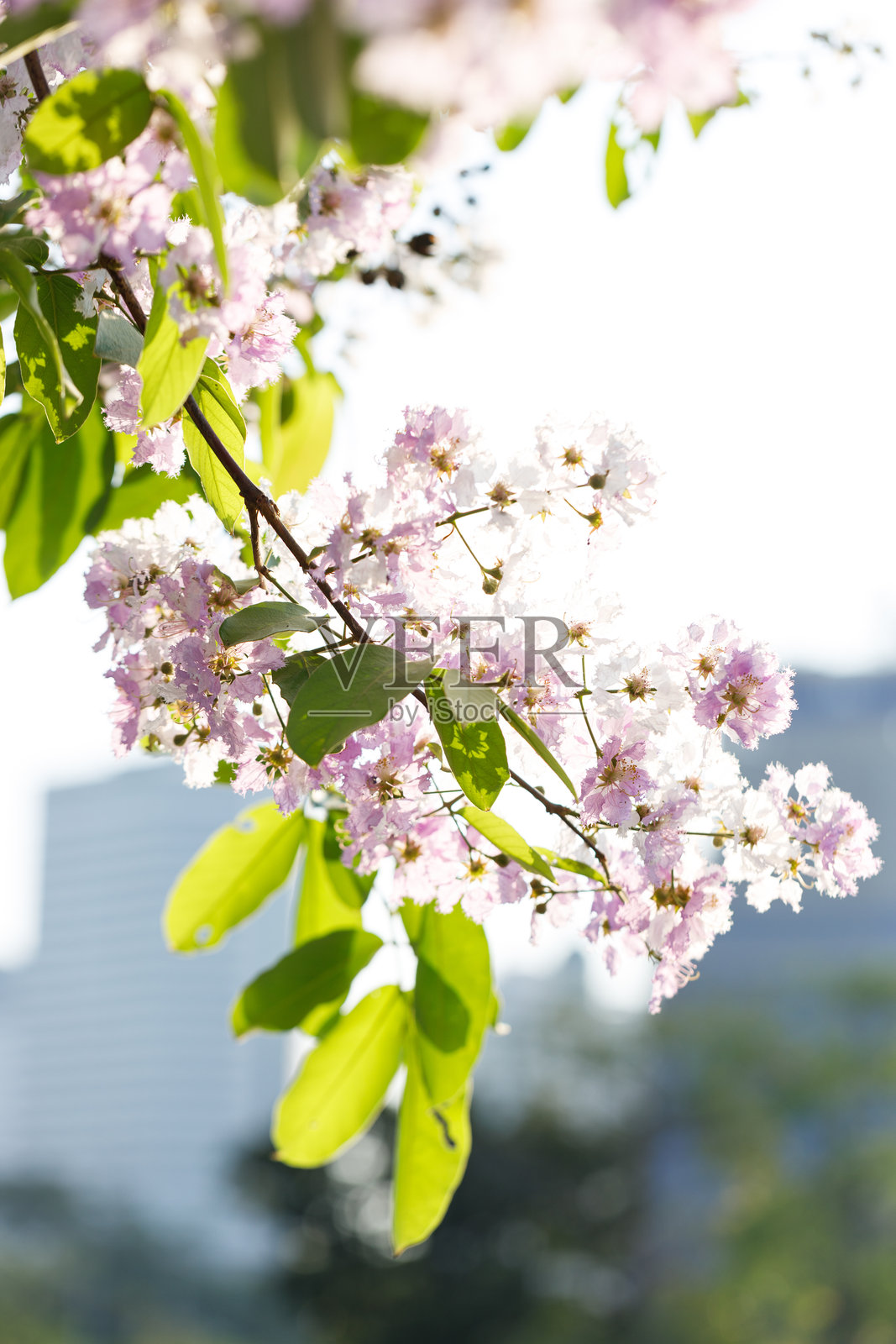 泰国的紫薇花（Lagerstroemia Loudonii）在城市景观中欢快地绽放。照片摄影图片