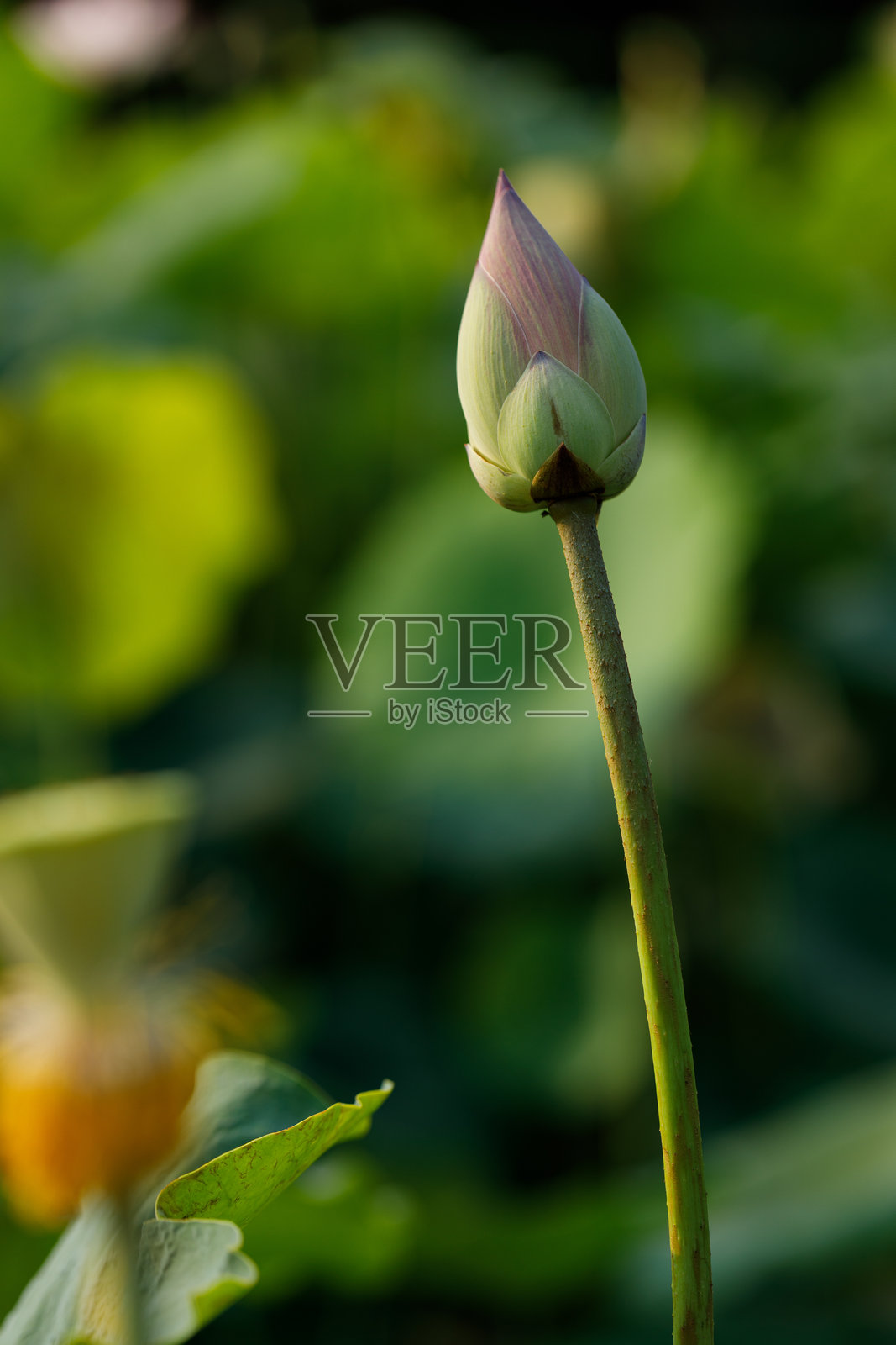 自然公园中的粉白色莲花花苞。神圣莲花，印度莲，莲花（Nelumbo nucifera）。照片摄影图片
