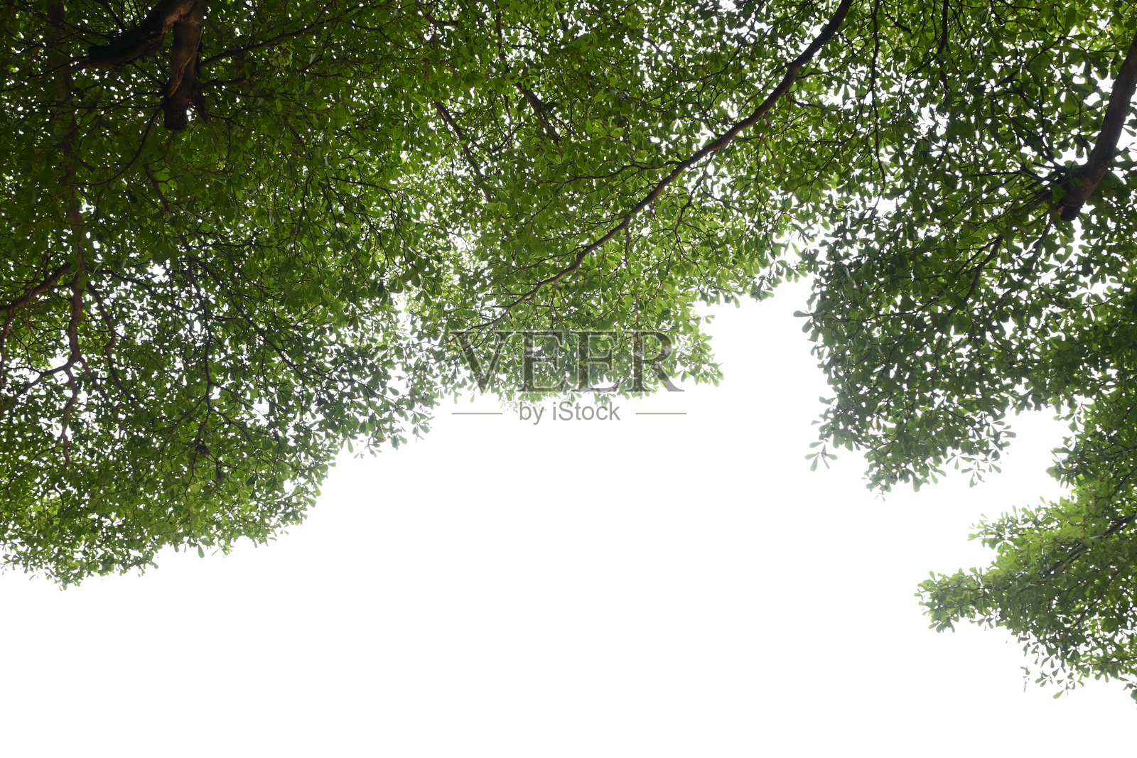 春天白色天空下的大树与绿叶照片摄影图片