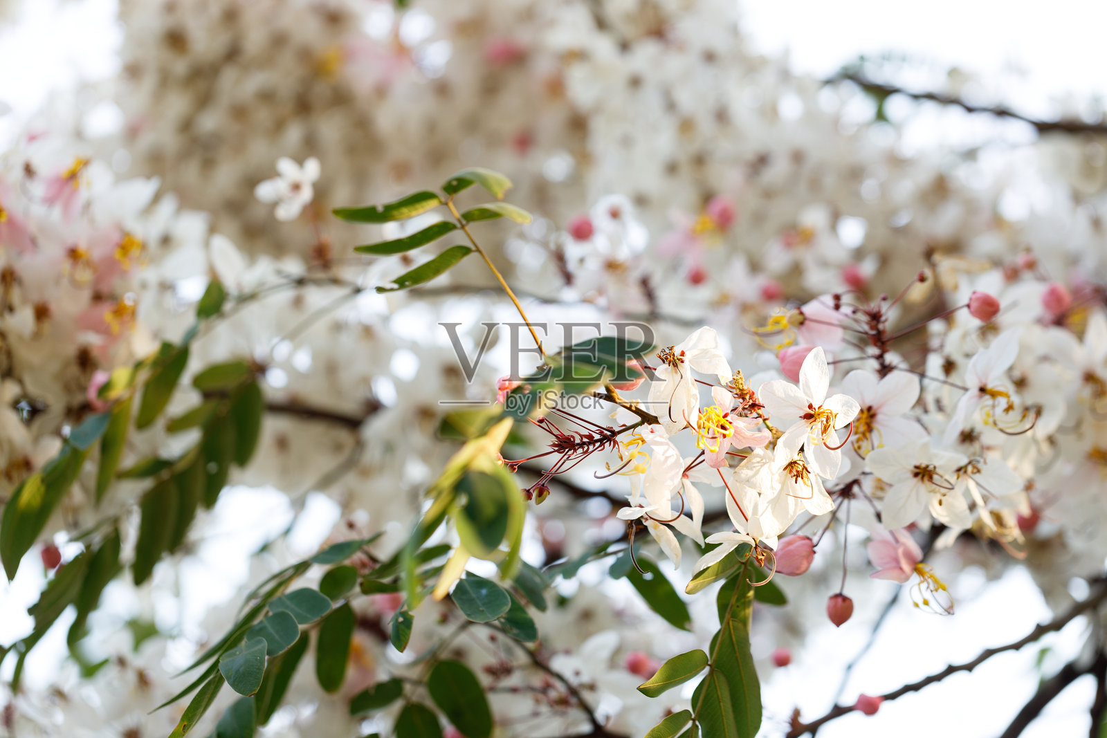 粉色淋浴树或许愿树在自然公园中愉快地绽放。紫葳。照片摄影图片