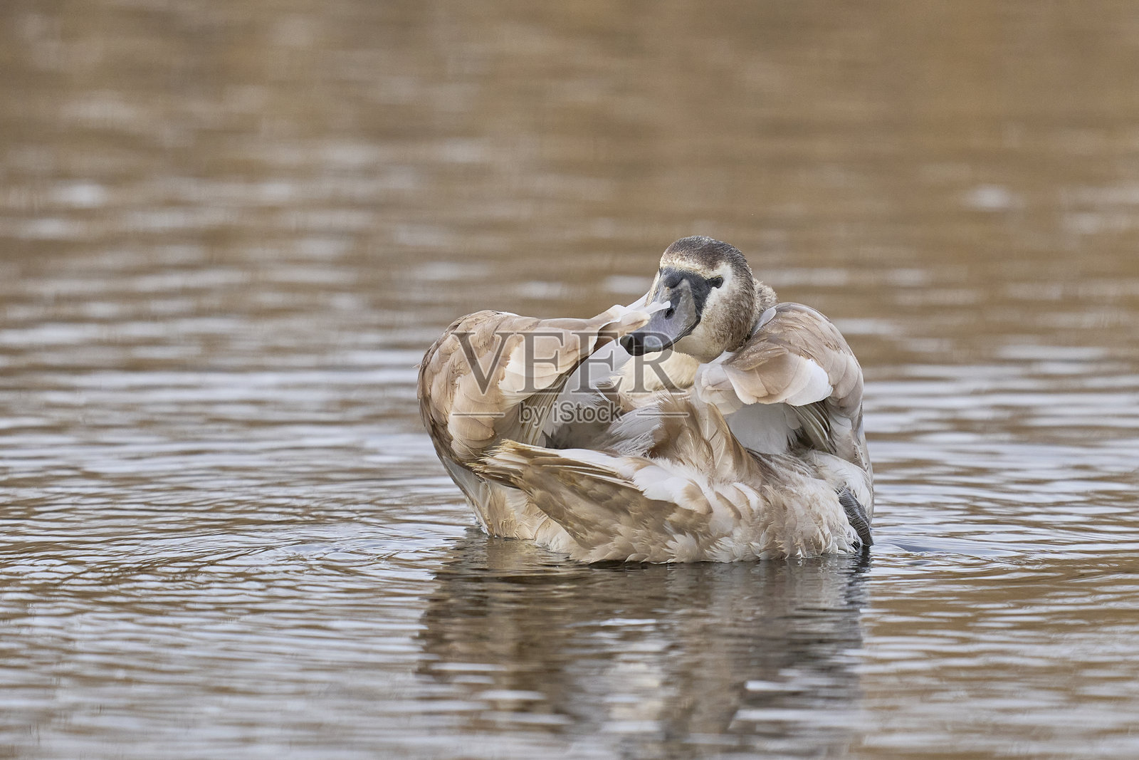 无声天鹅幼鸟照片摄影图片