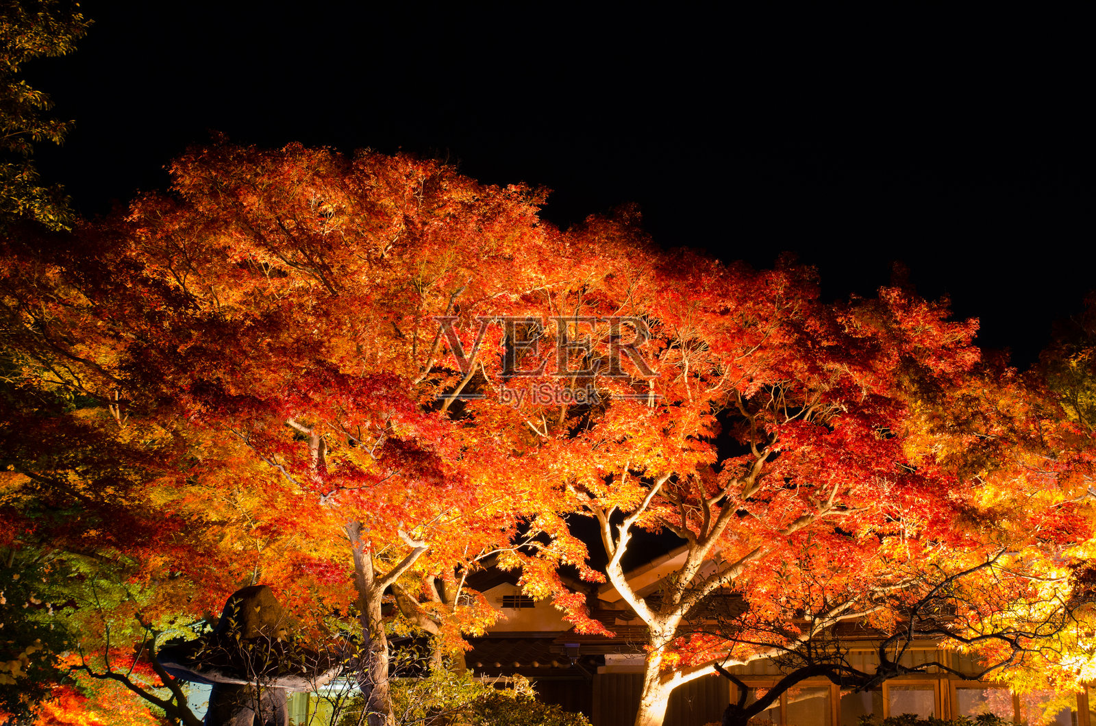 秋叶的照明照片摄影图片