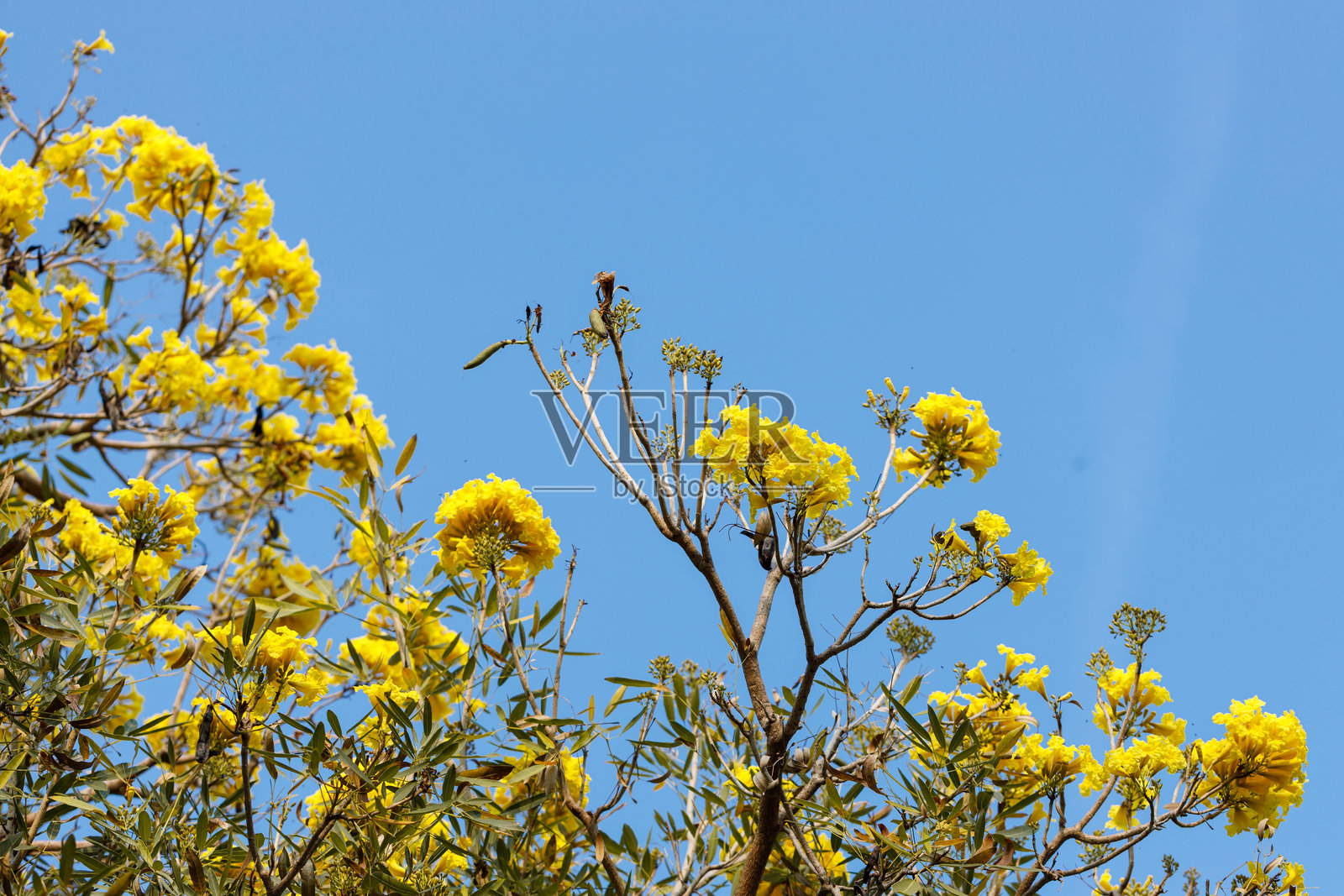 金色喇叭树或黄花风铃木在蓝天中盛开。照片摄影图片