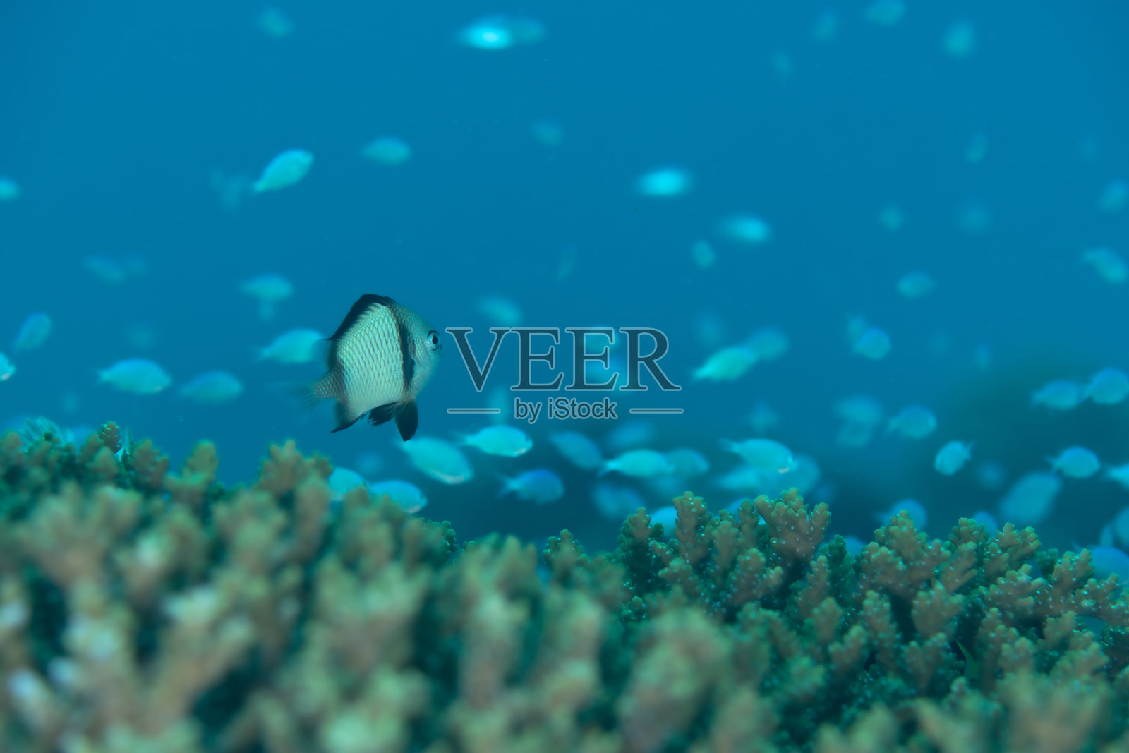 日本冲绳的蓝绿小丑鱼水下照片照片摄影图片