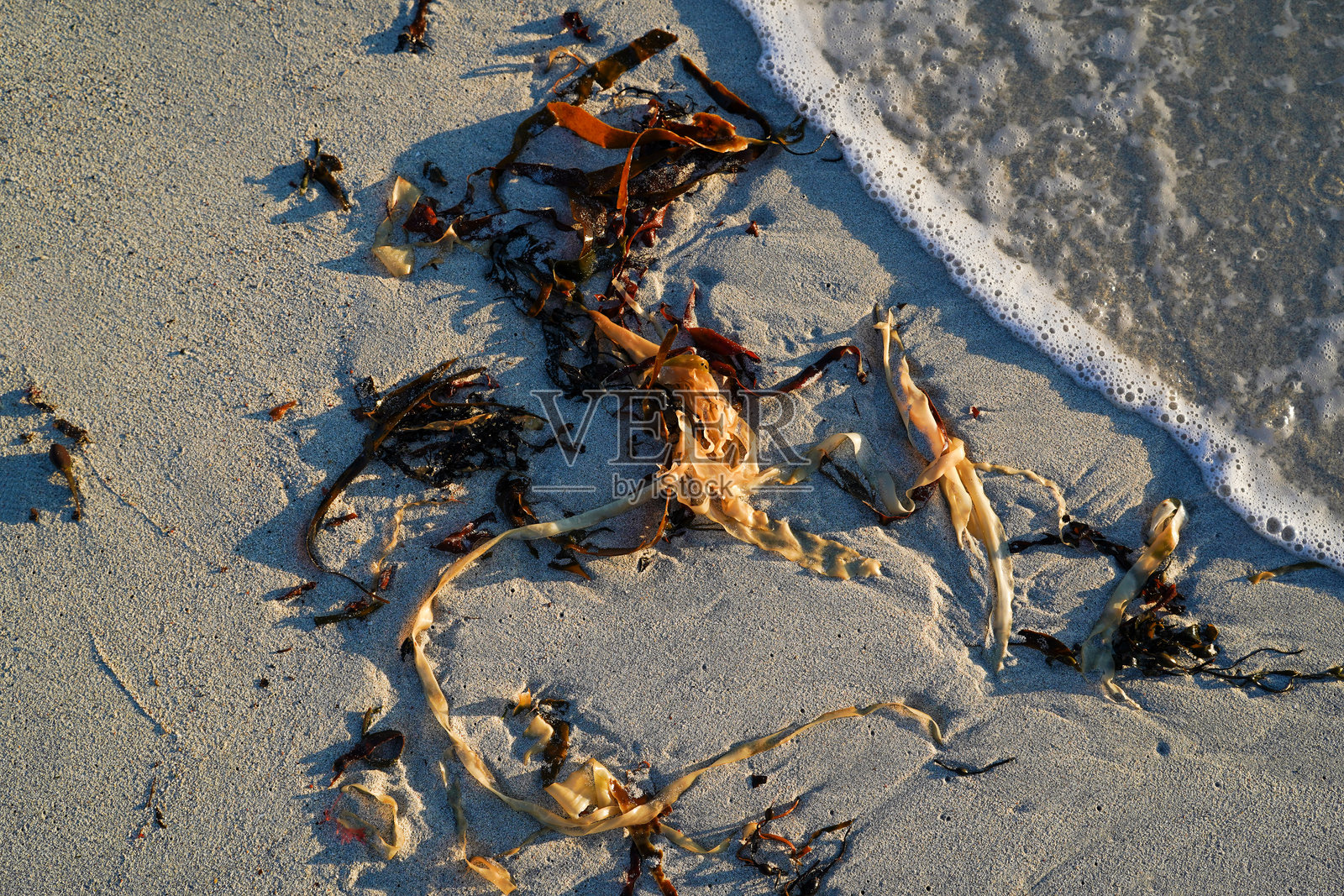 沙滩上的海洋植物和海藻照片摄影图片