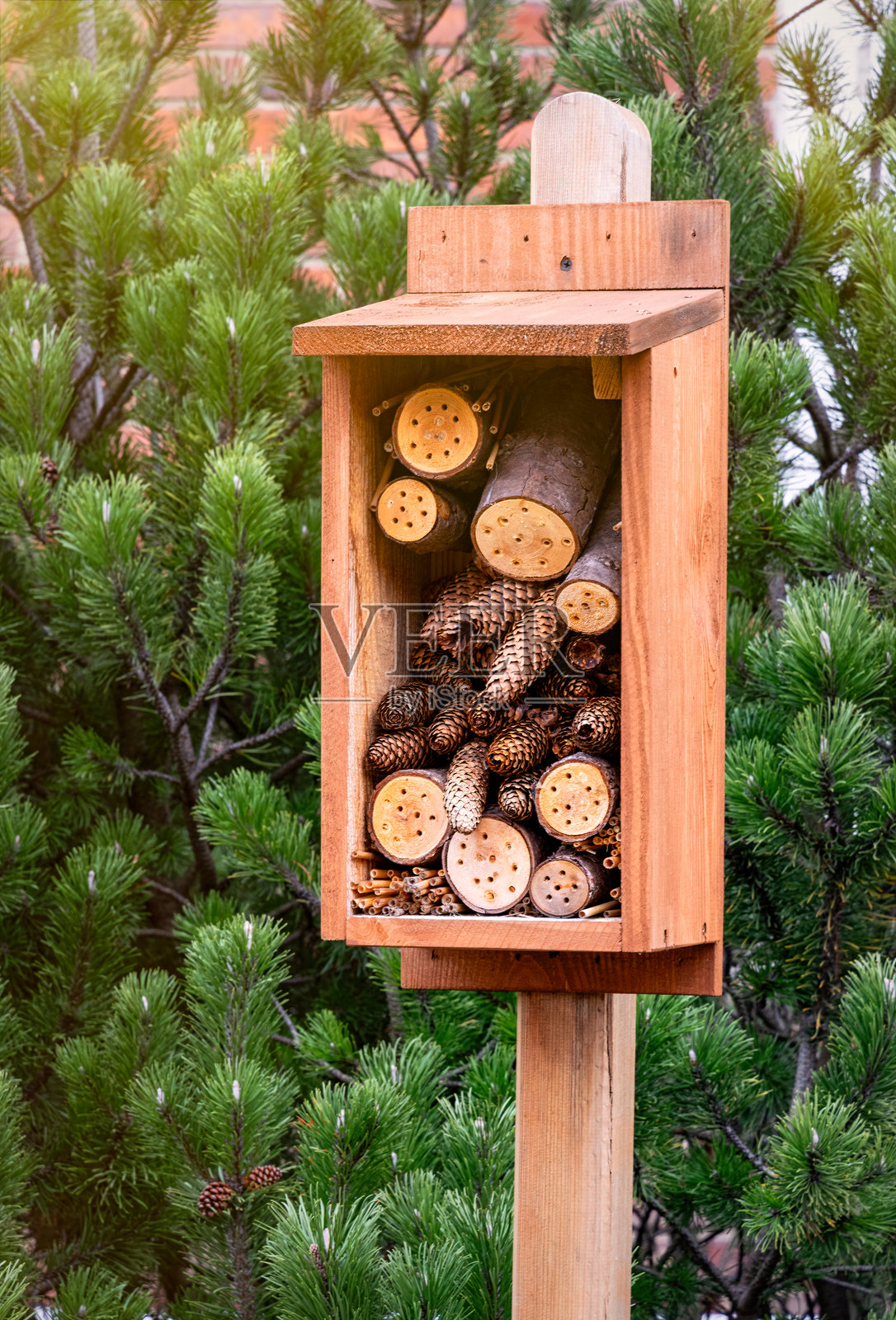 城市中心的昆虫旅馆照片摄影图片