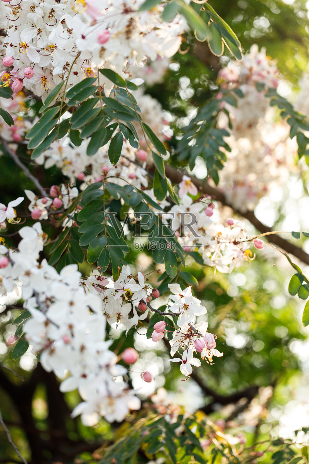 粉色淋浴树或许愿树在自然公园中欢快绽放。巴克利紫葳。照片摄影图片