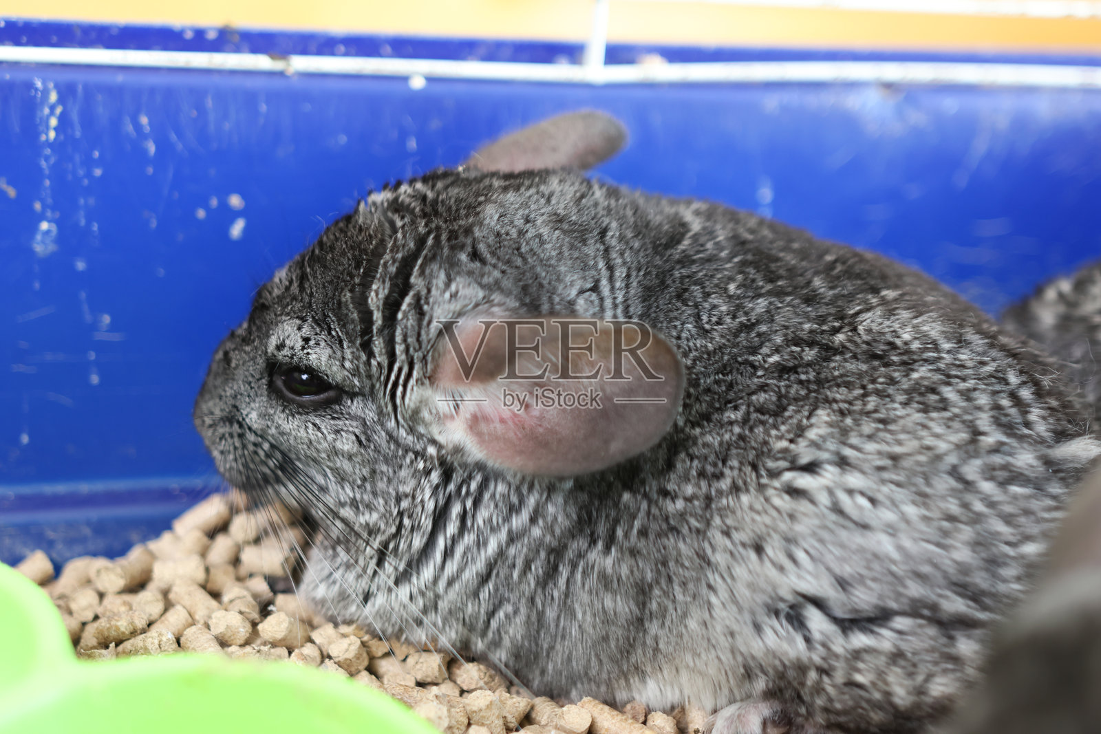 人们照顾并与毛丝鼠玩耍。照片摄影图片