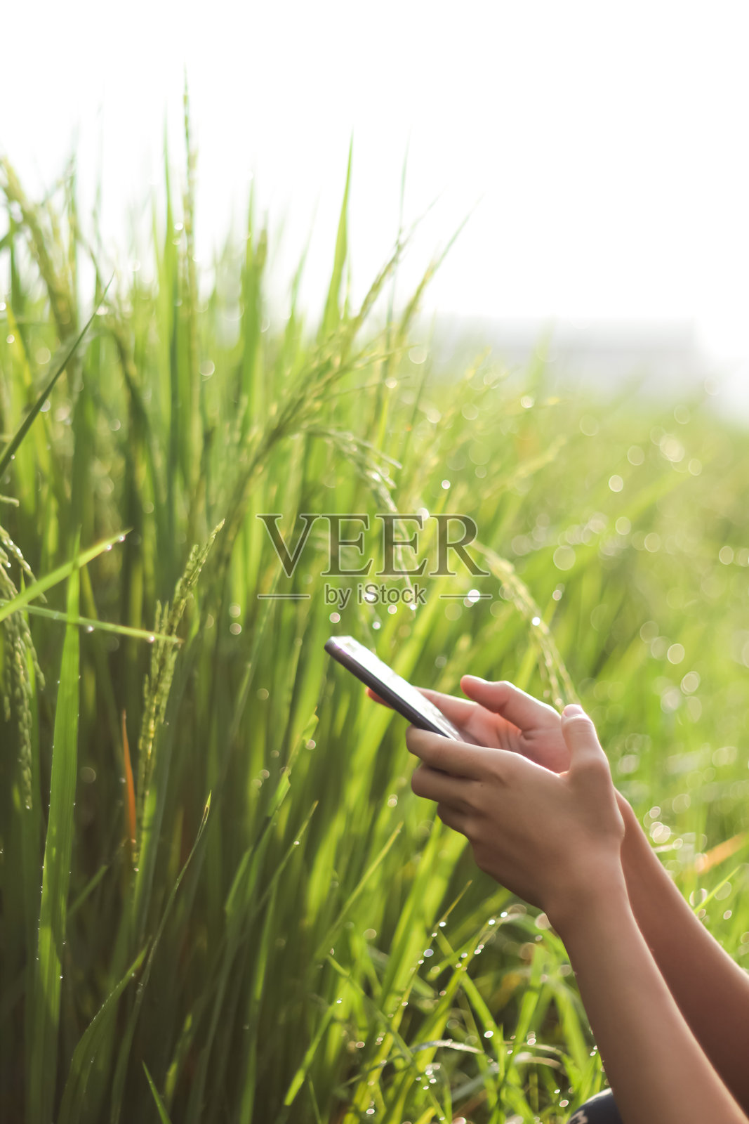 一只手在稻田前操作手机照片摄影图片