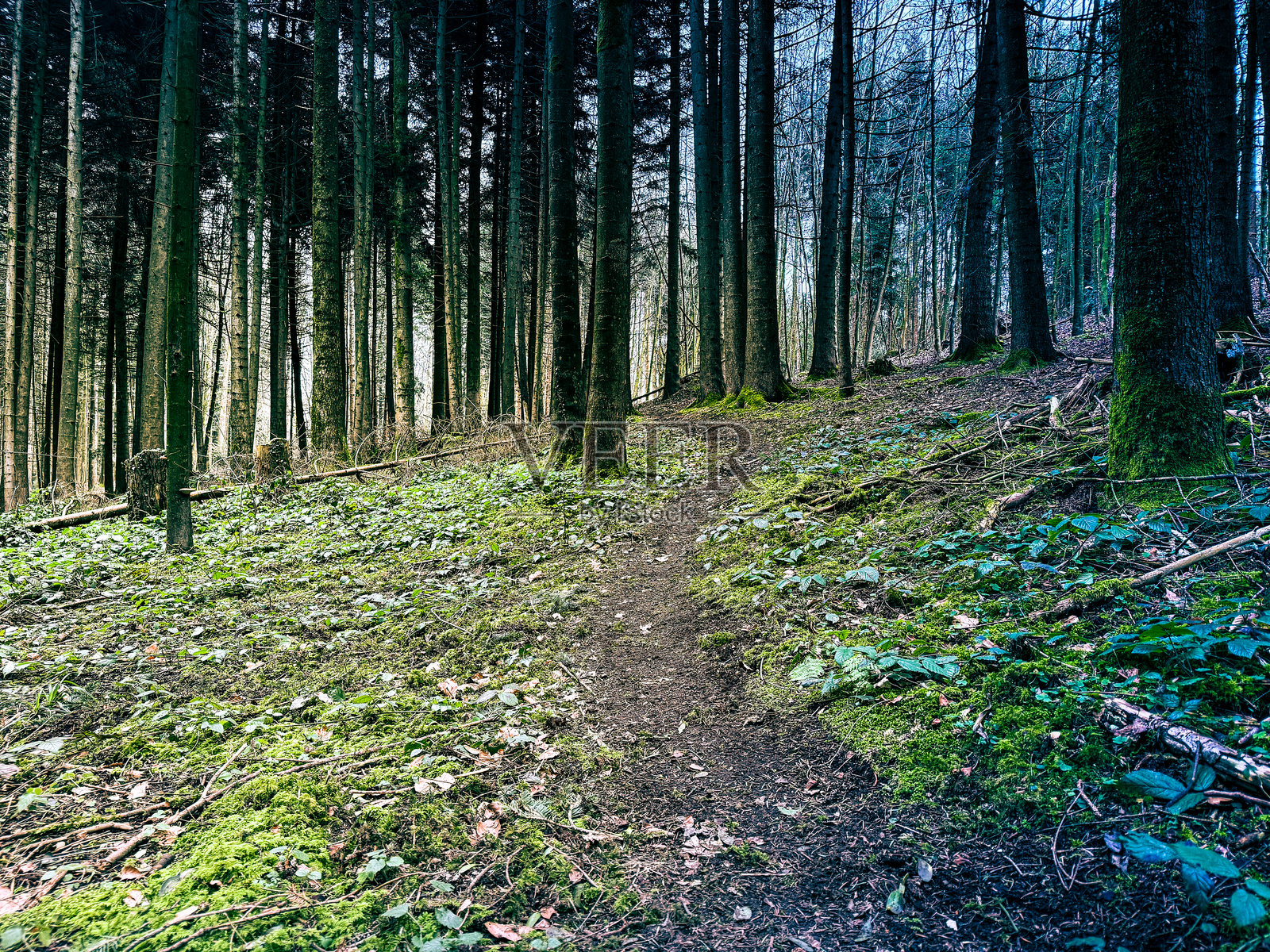森林中的狭窄小径照片摄影图片