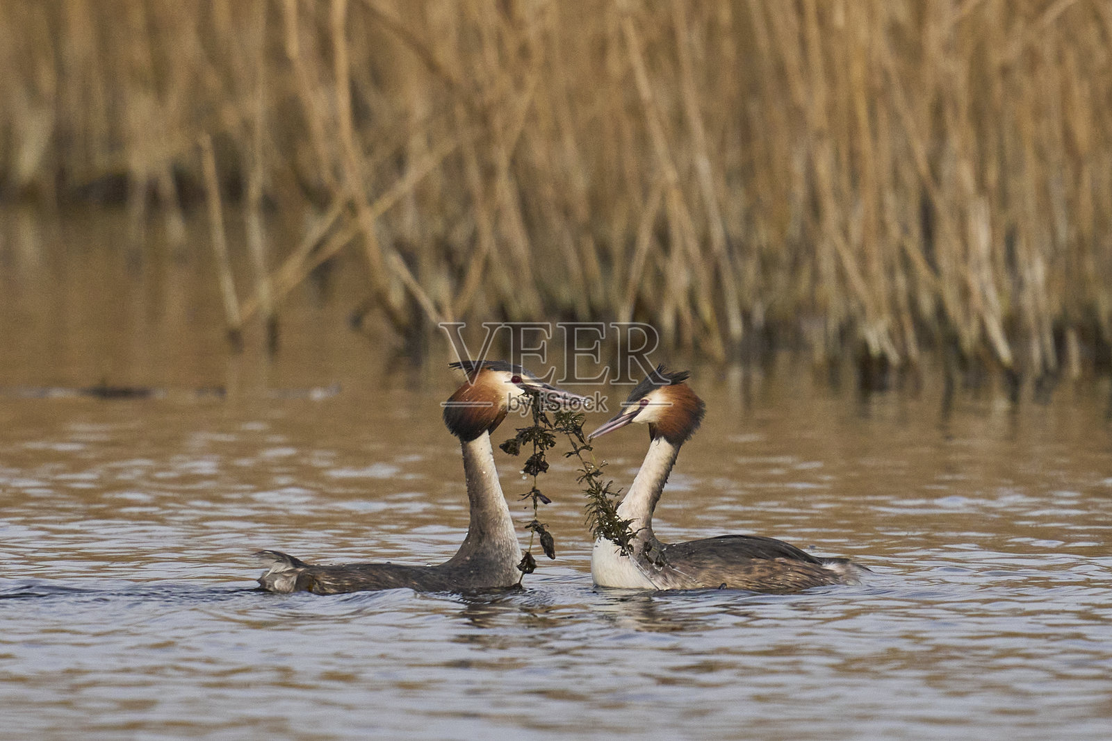 大斑鳖鸊鷉的水草舞蹈照片摄影图片