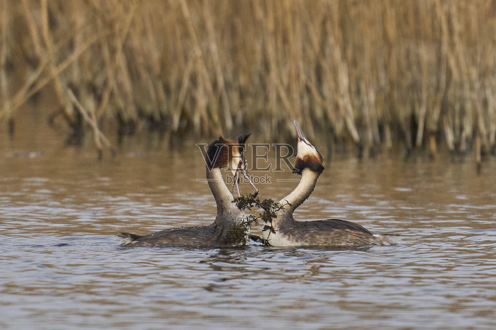 大斑头雁的水草舞蹈照片摄影图片