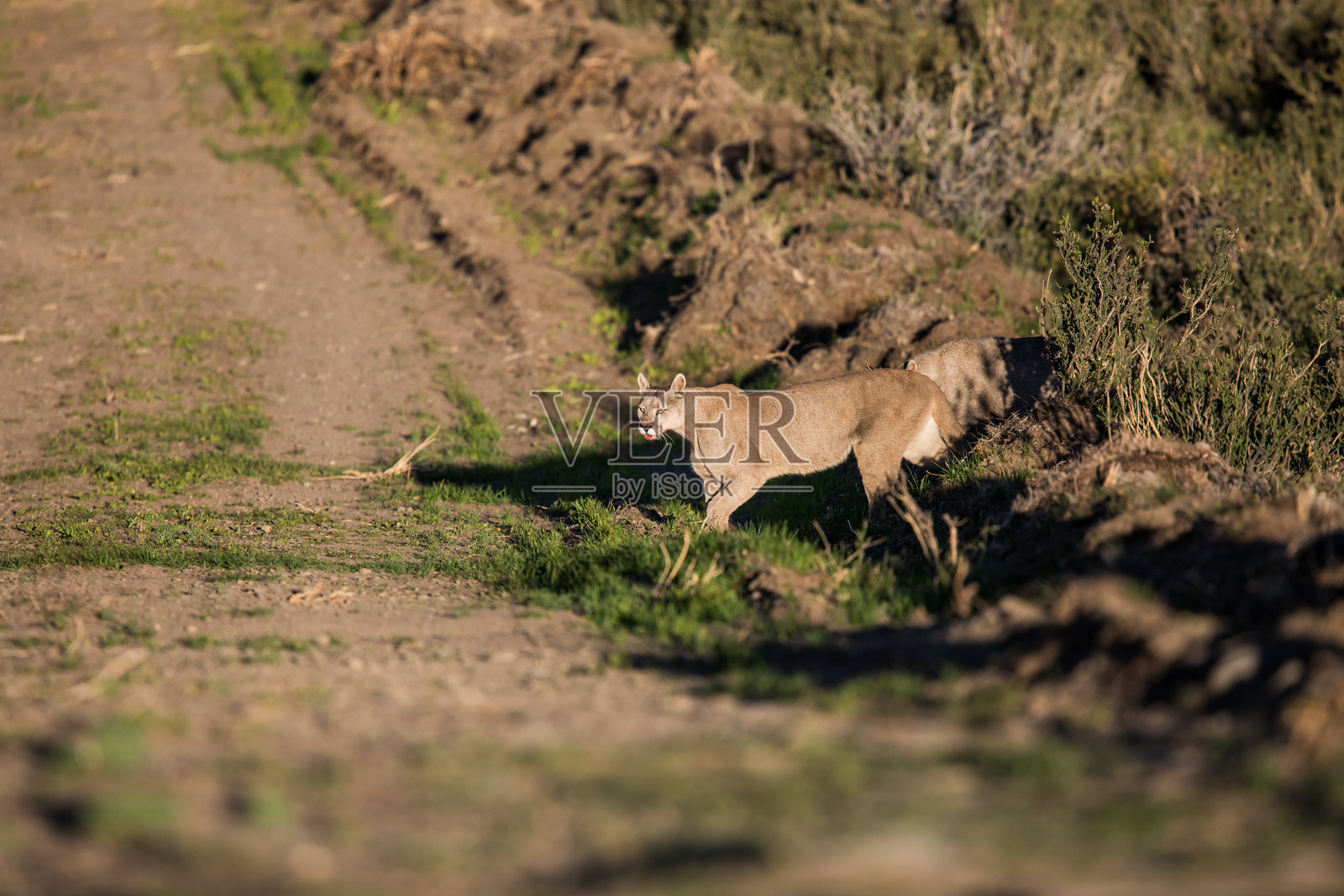 智利巴塔哥尼亚的美洲狮照片摄影图片
