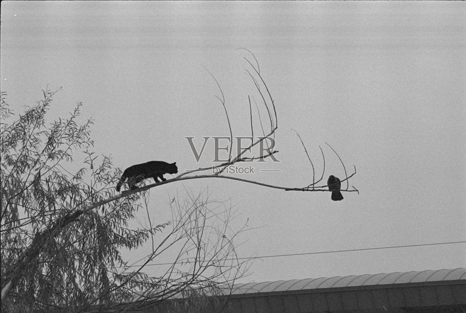 猫和乌鸦照片摄影图片