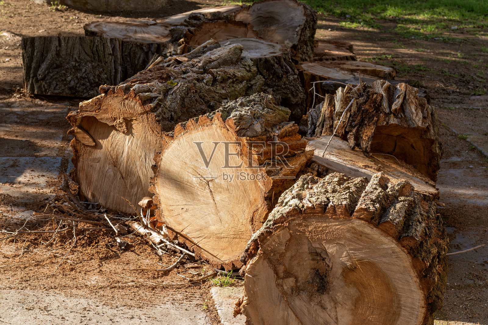 被砍倒的大树的原木躺在地上，准备作为木柴制作木炭。树木被锯成原木。照片摄影图片