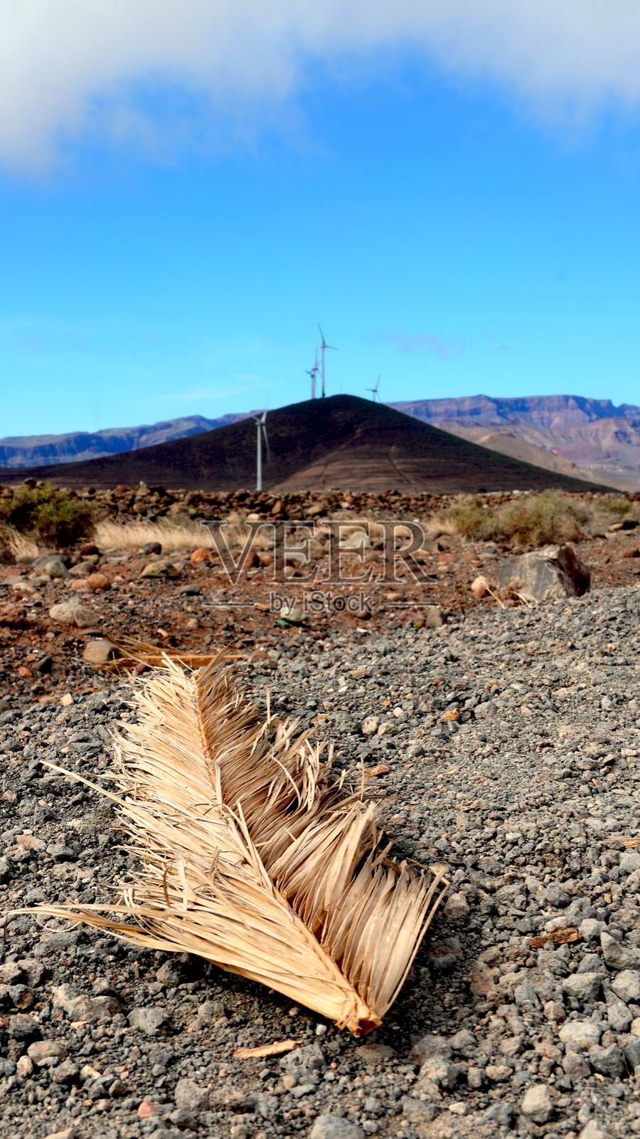 干枯的棕榈叶躺在地上，背景是加那利群岛的风力发电机照片摄影图片