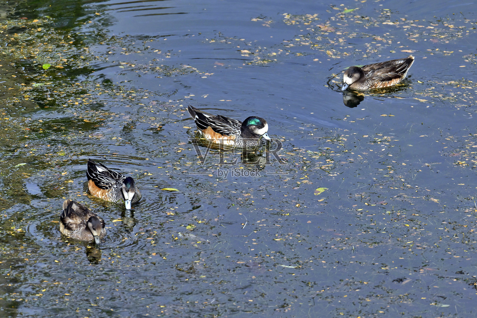 巴塔哥尼亚的各种植物和动物图像照片摄影图片