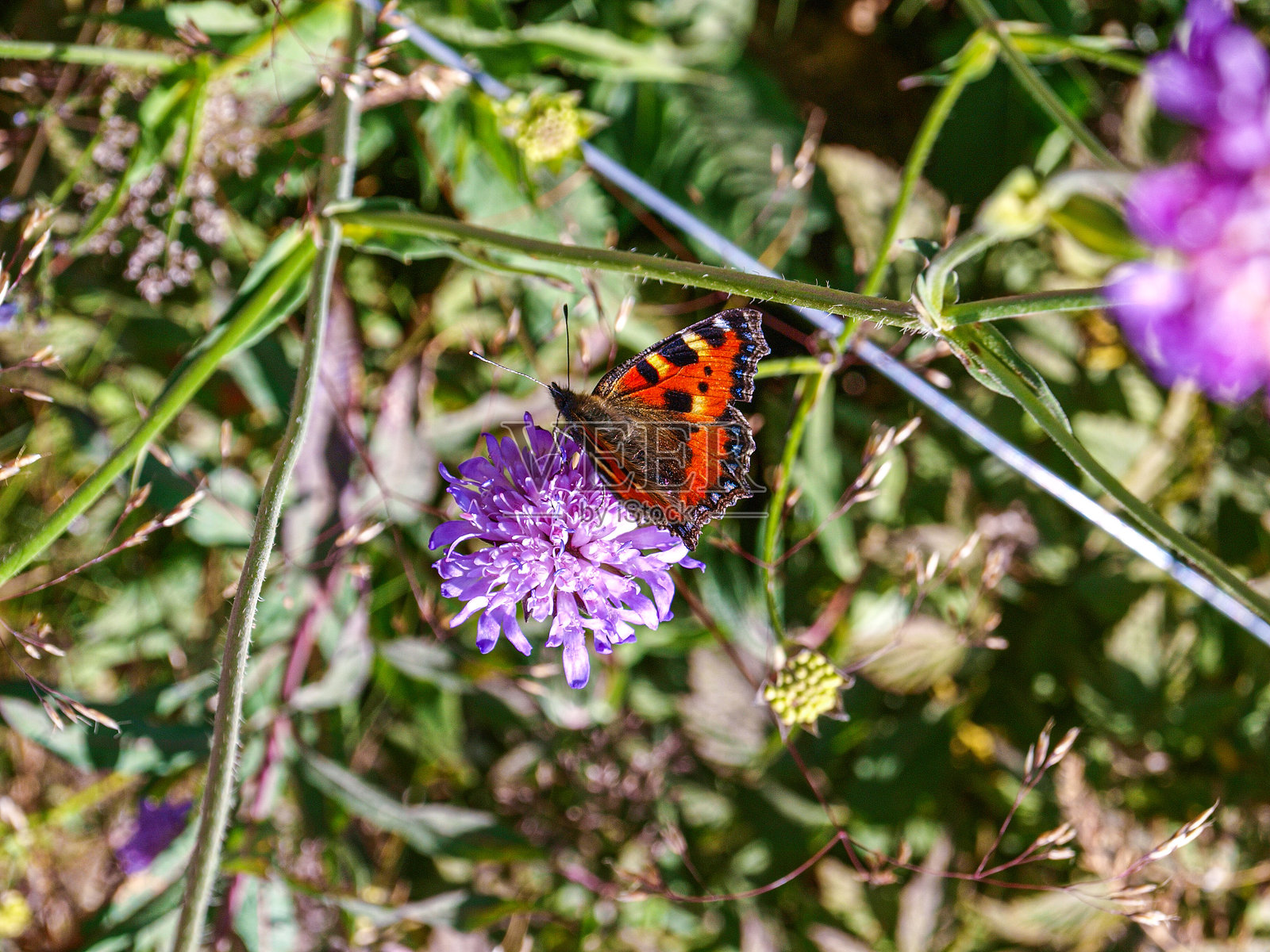 一只蝴蝶在花朵上觅食照片摄影图片