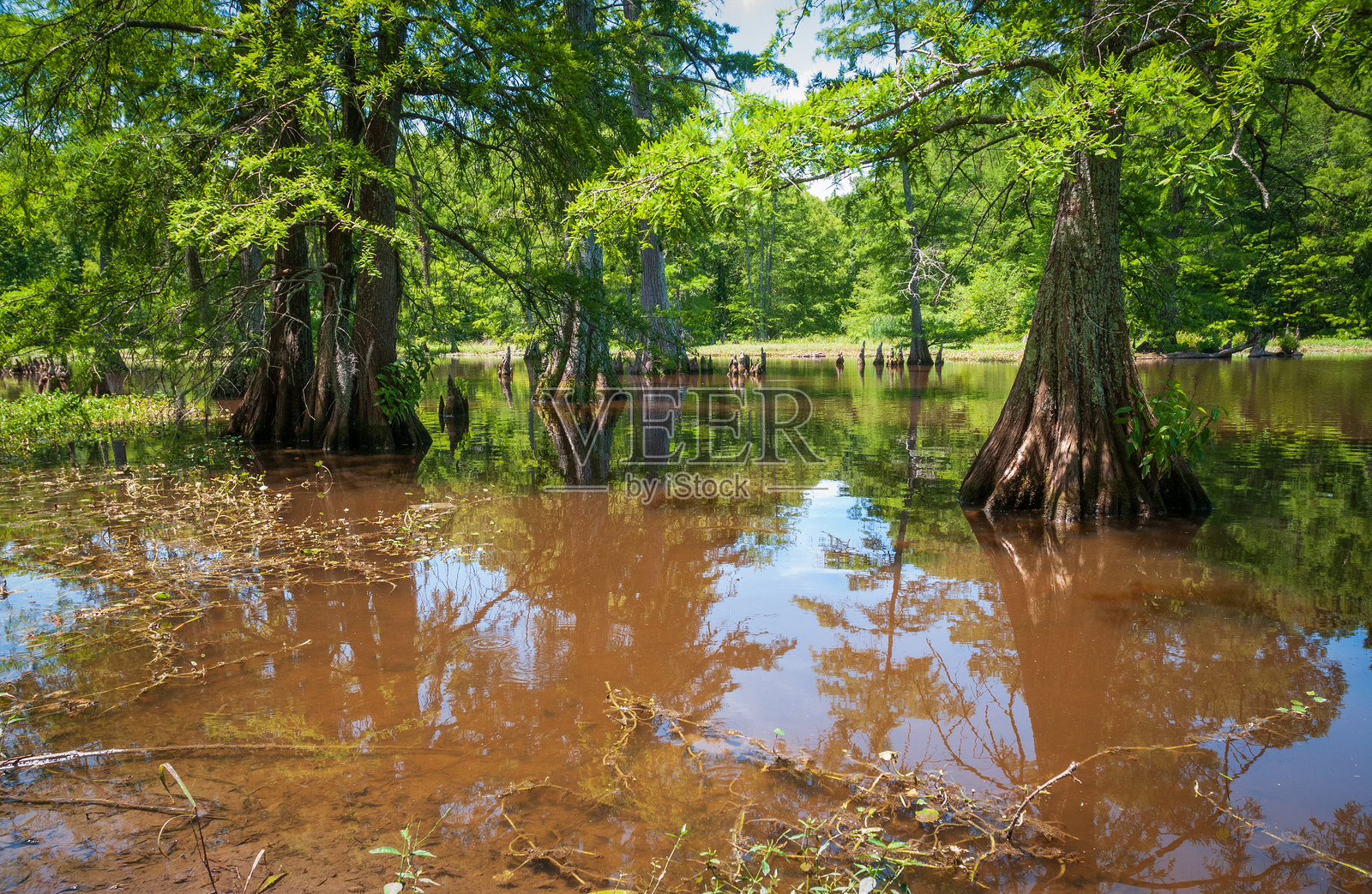 密西西比州勒罗伊·珀西州立公园的沼泽照片摄影图片