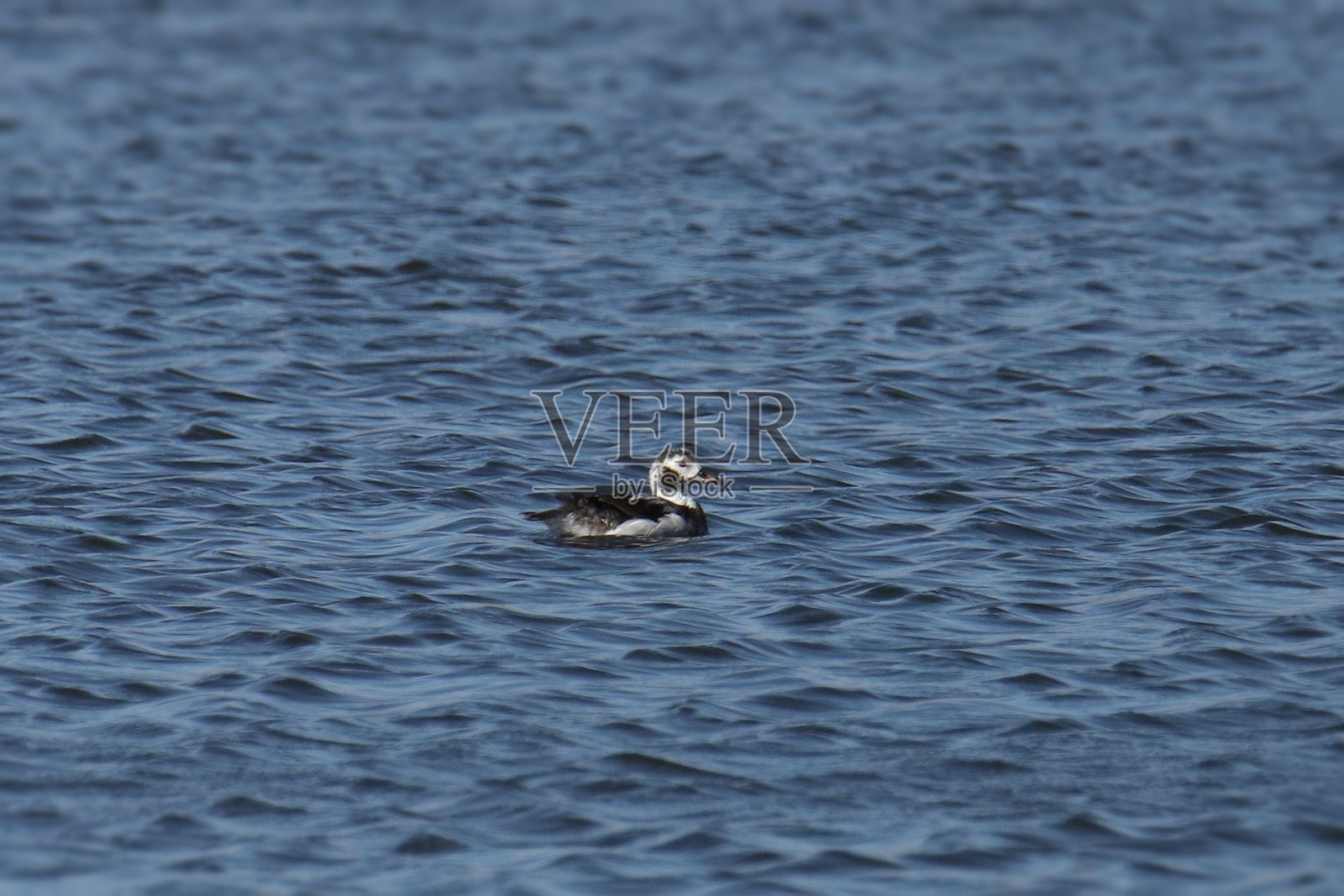 雌性长尾鸭（clangula hyemalis）在池塘中游泳照片摄影图片