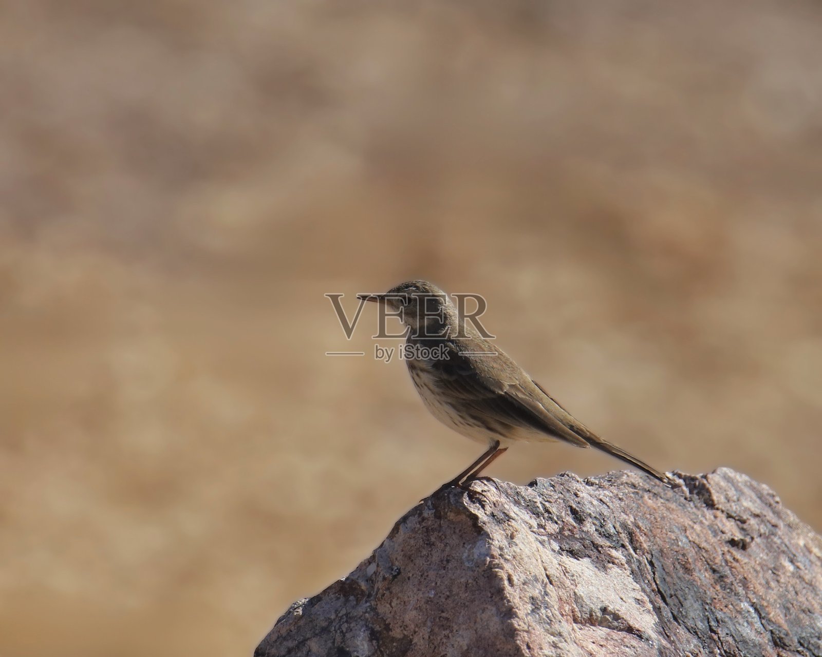美洲鹨（anthus rubescens）栖息在一块大石头上照片摄影图片