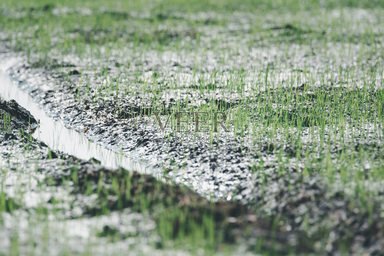 稻田的自然风光照片摄影图片