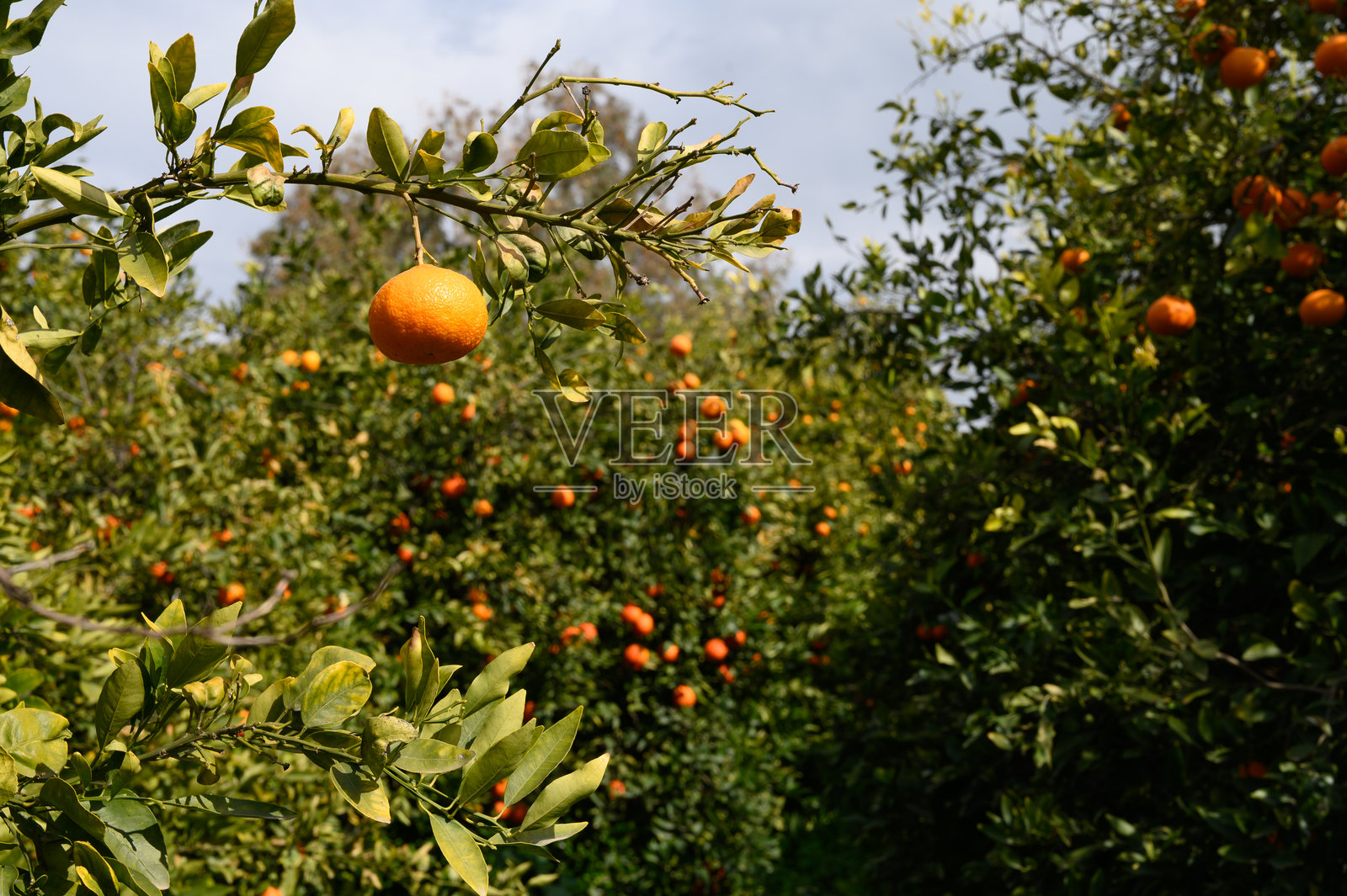 充满成熟果实的鲜艳橙树在温暖的下午阳光下沐浴。照片摄影图片
