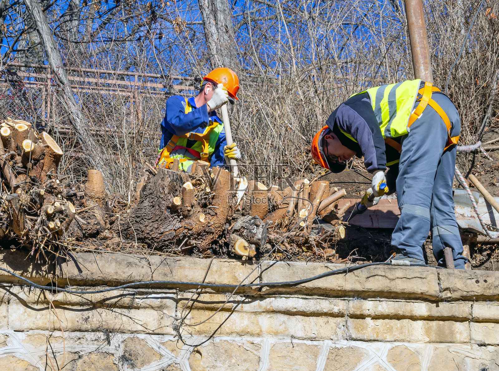 工人们手动拔除树桩照片摄影图片
