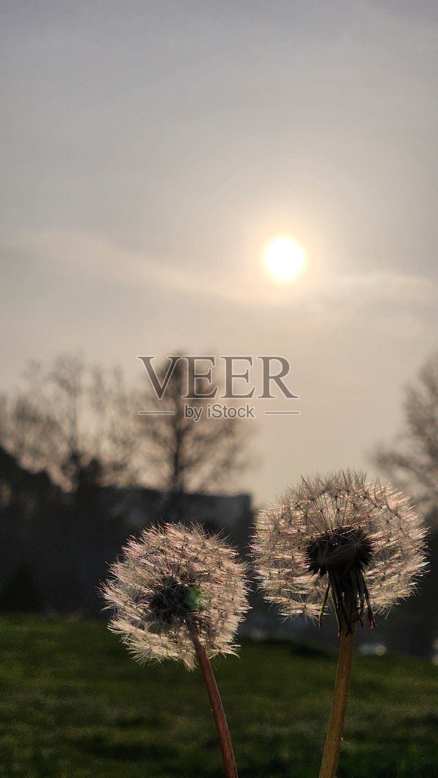 蒲公英照片摄影图片