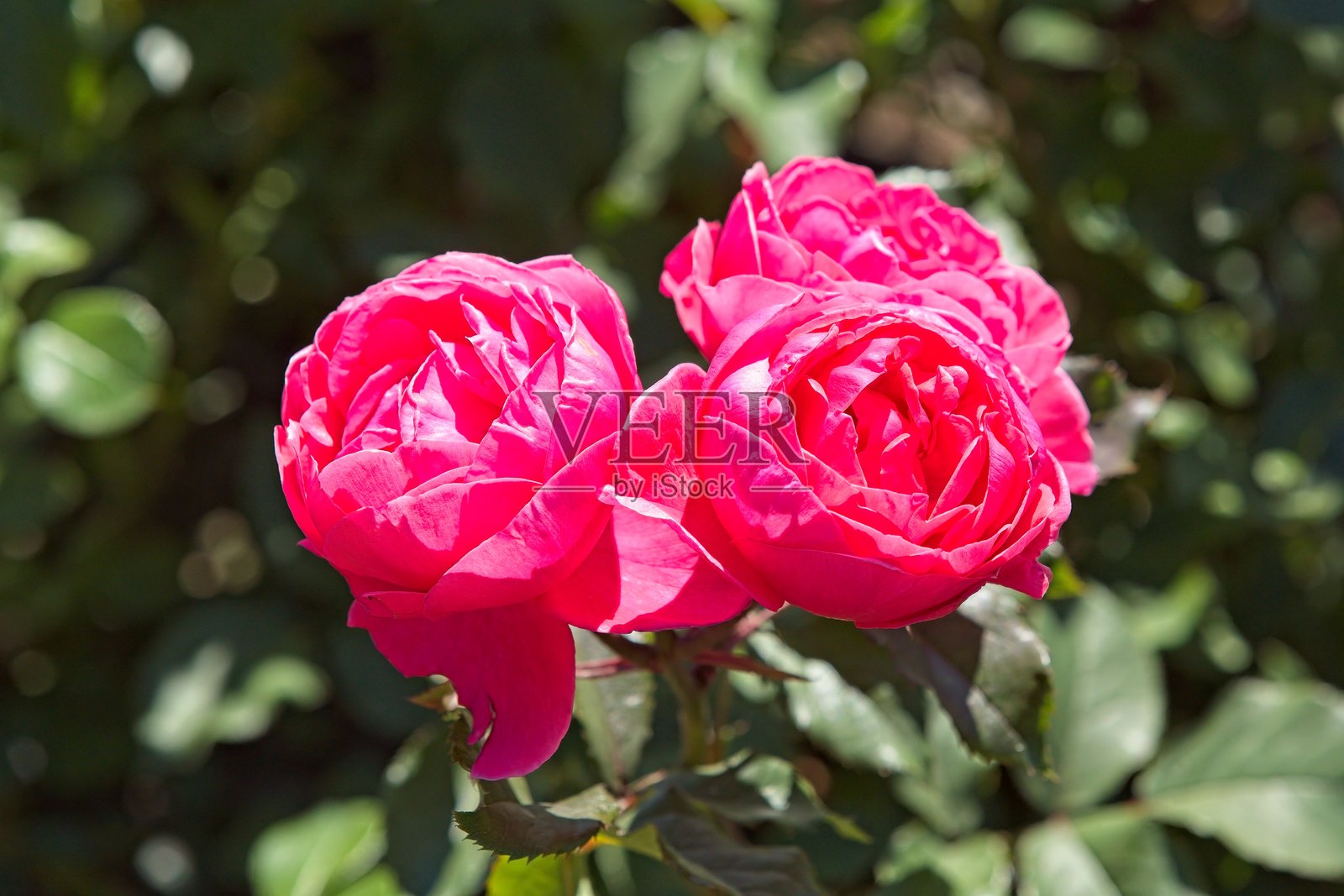花开盛放的Rosa Gartenprinzessin Marie-José是一种紧凑、直立的多花玫瑰。照片摄影图片
