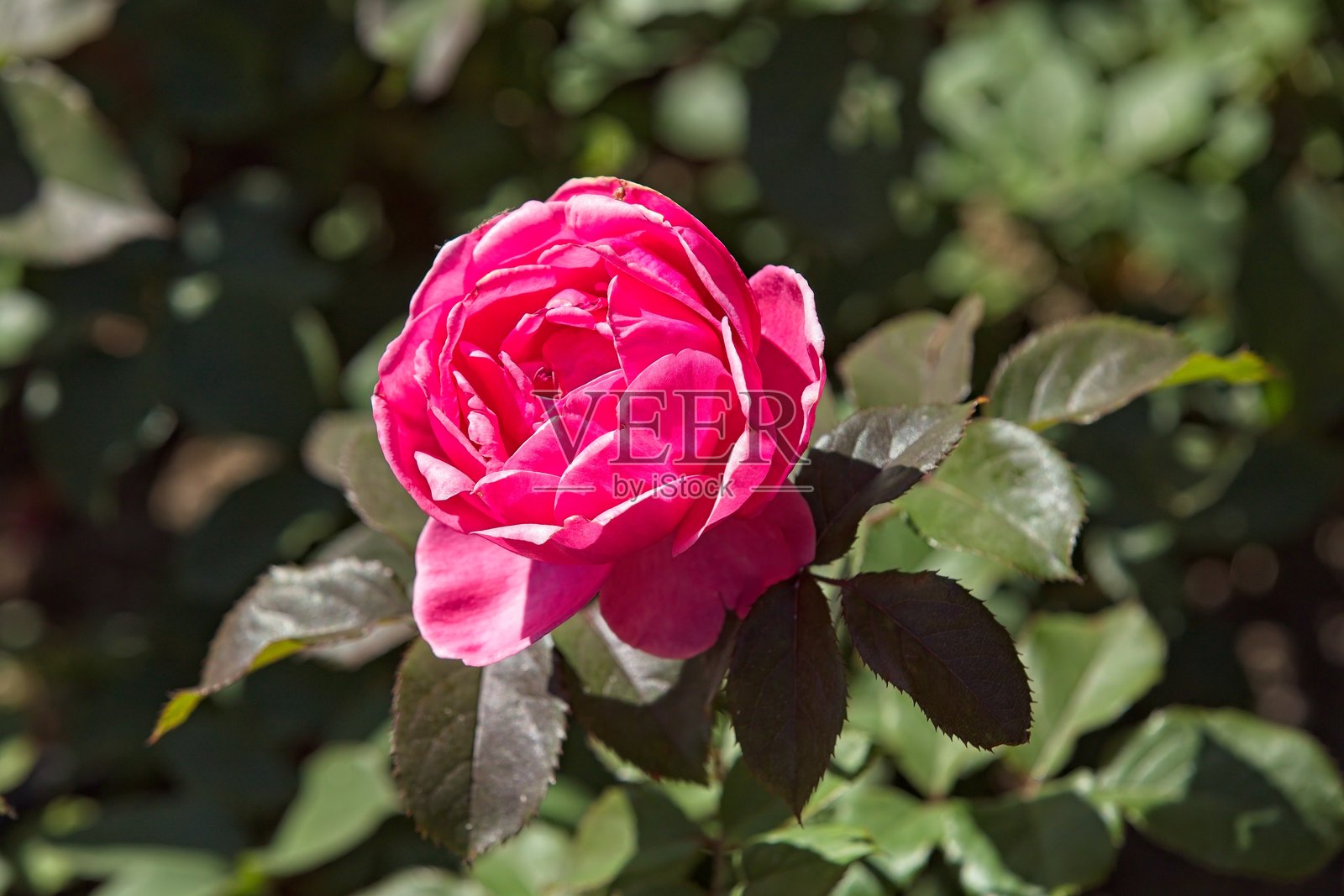 花开盛放的Rosa Gartenprinzessin Marie-José是一种紧凑、直立的多花玫瑰。照片摄影图片