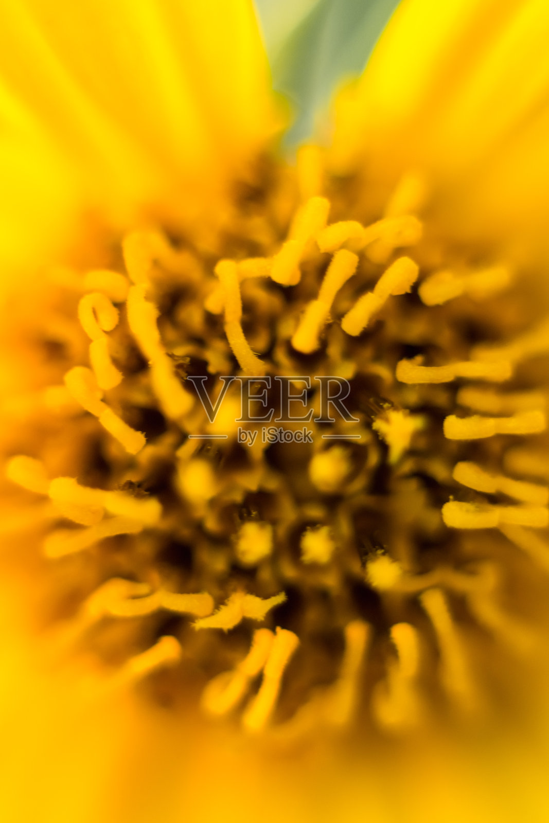 黄色花朵照片摄影图片