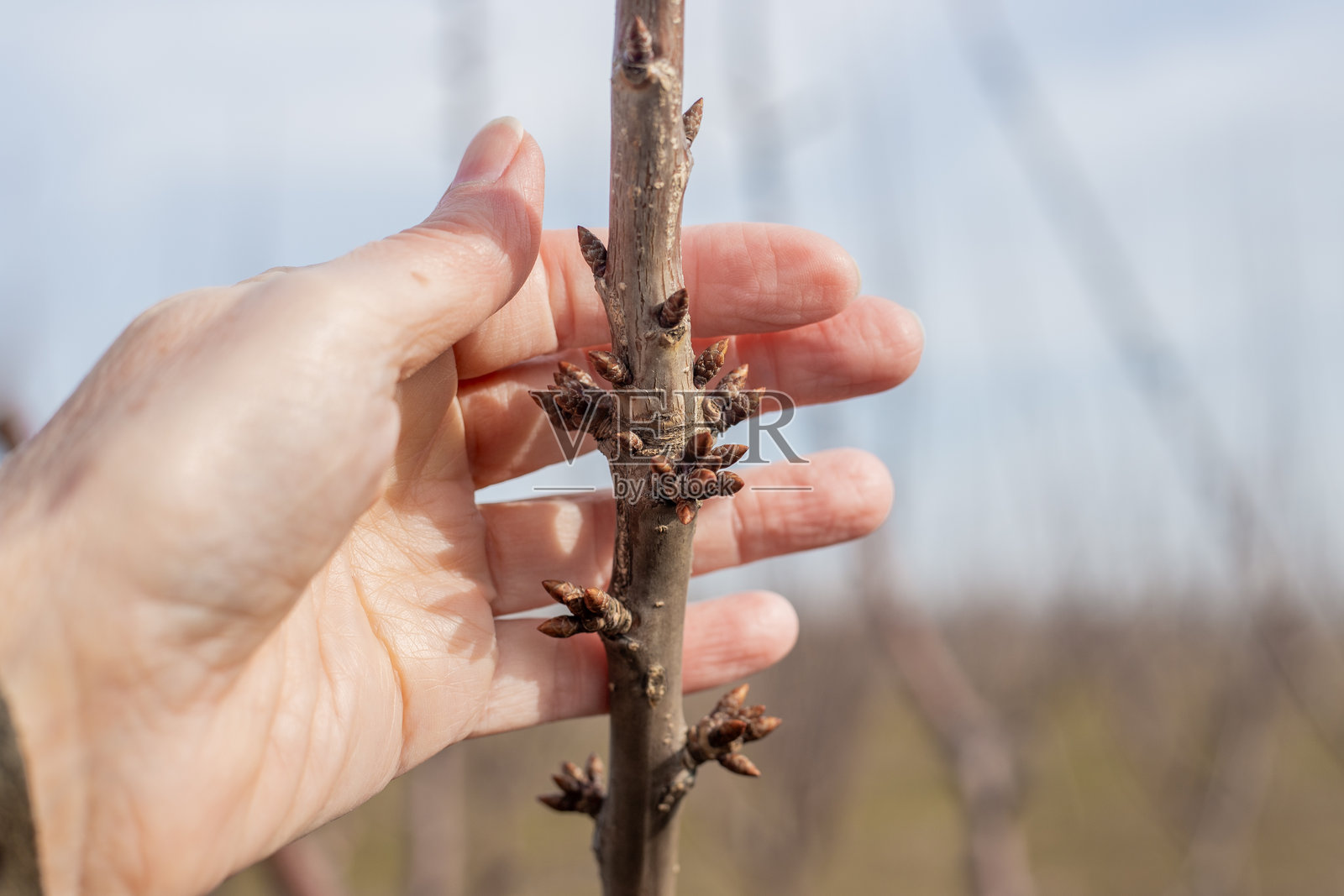 春天的花园里，樱桃树枝上生长着花蕾，映衬着蓝天。照片摄影图片